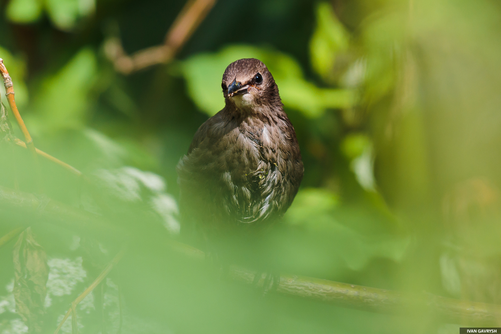 Starling. Just a starling - My, Birds, Longpost, Starling