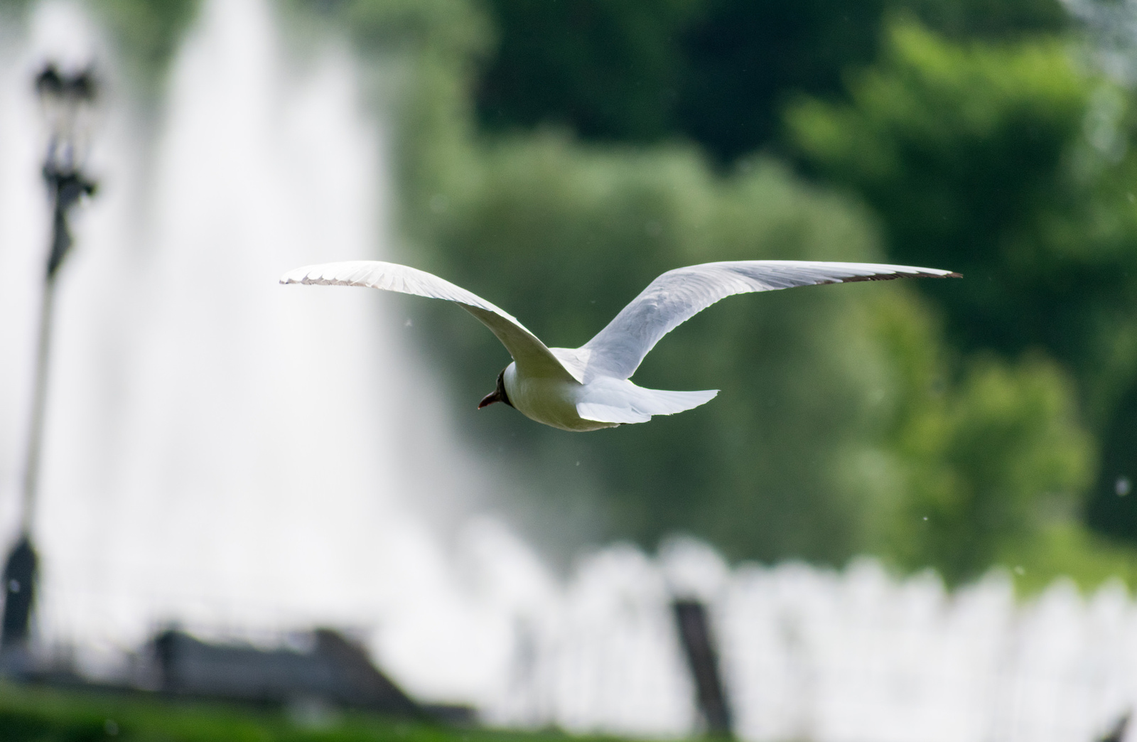 Flight - My, Flight, Seagulls, Birds, The photo