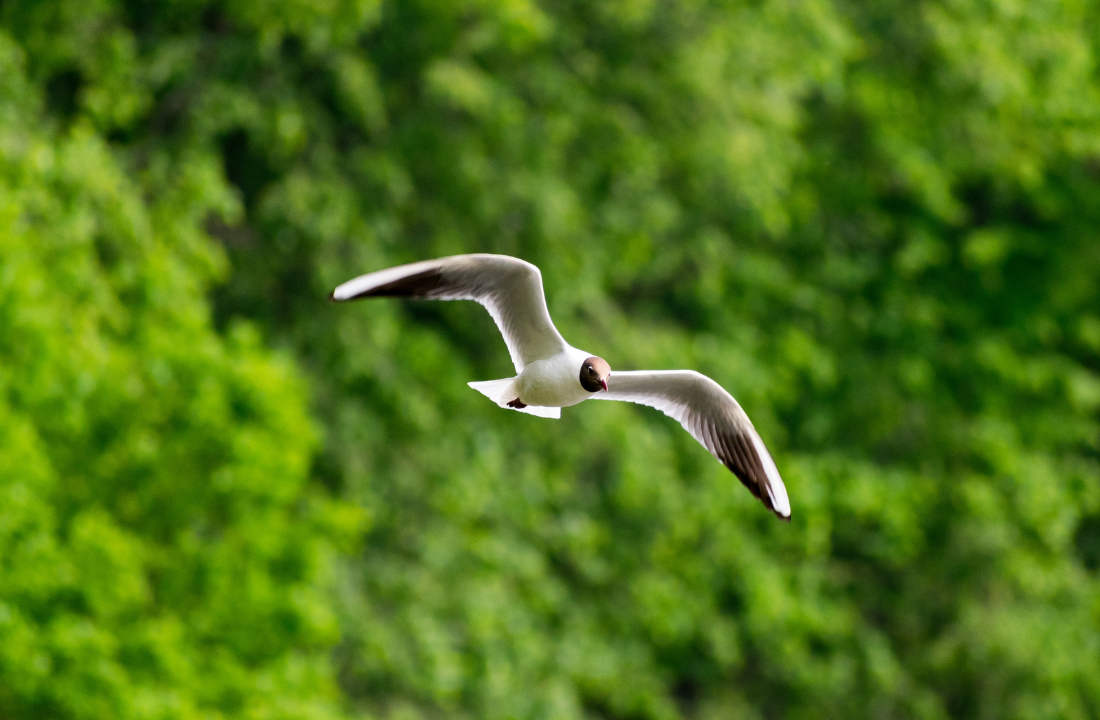 Flight - My, Flight, Seagulls, Birds, The photo