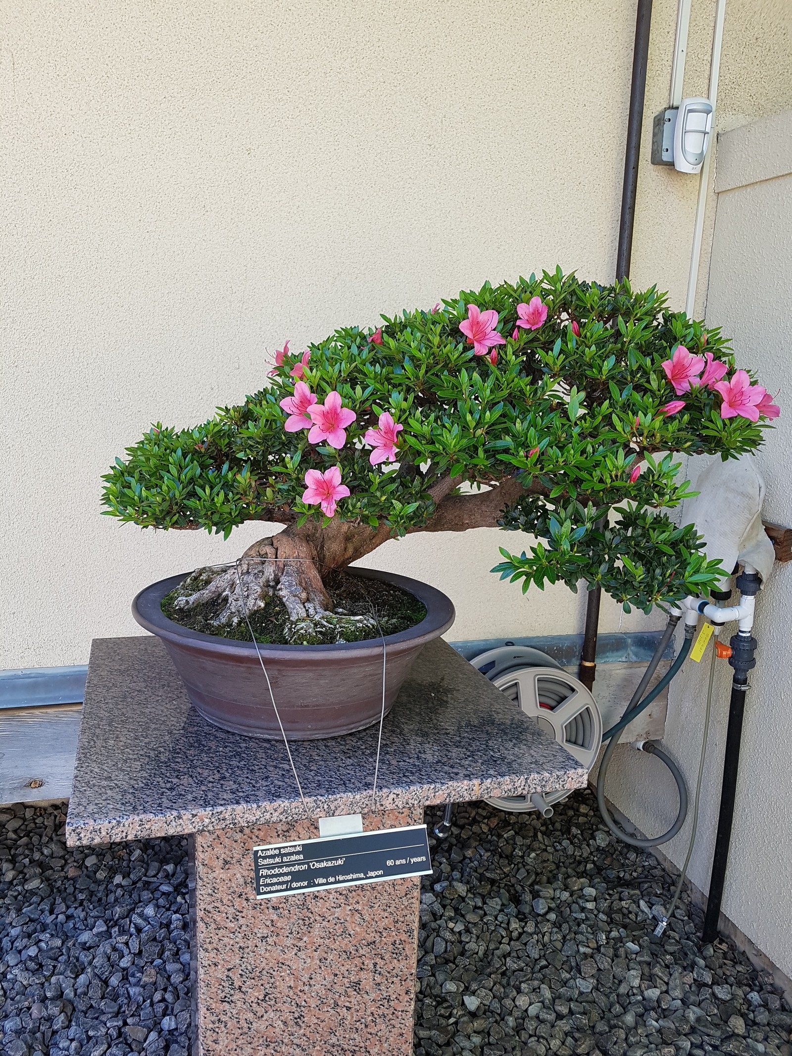 Bonsai, pay attention to age .... - My, Bonsai, , Longpost