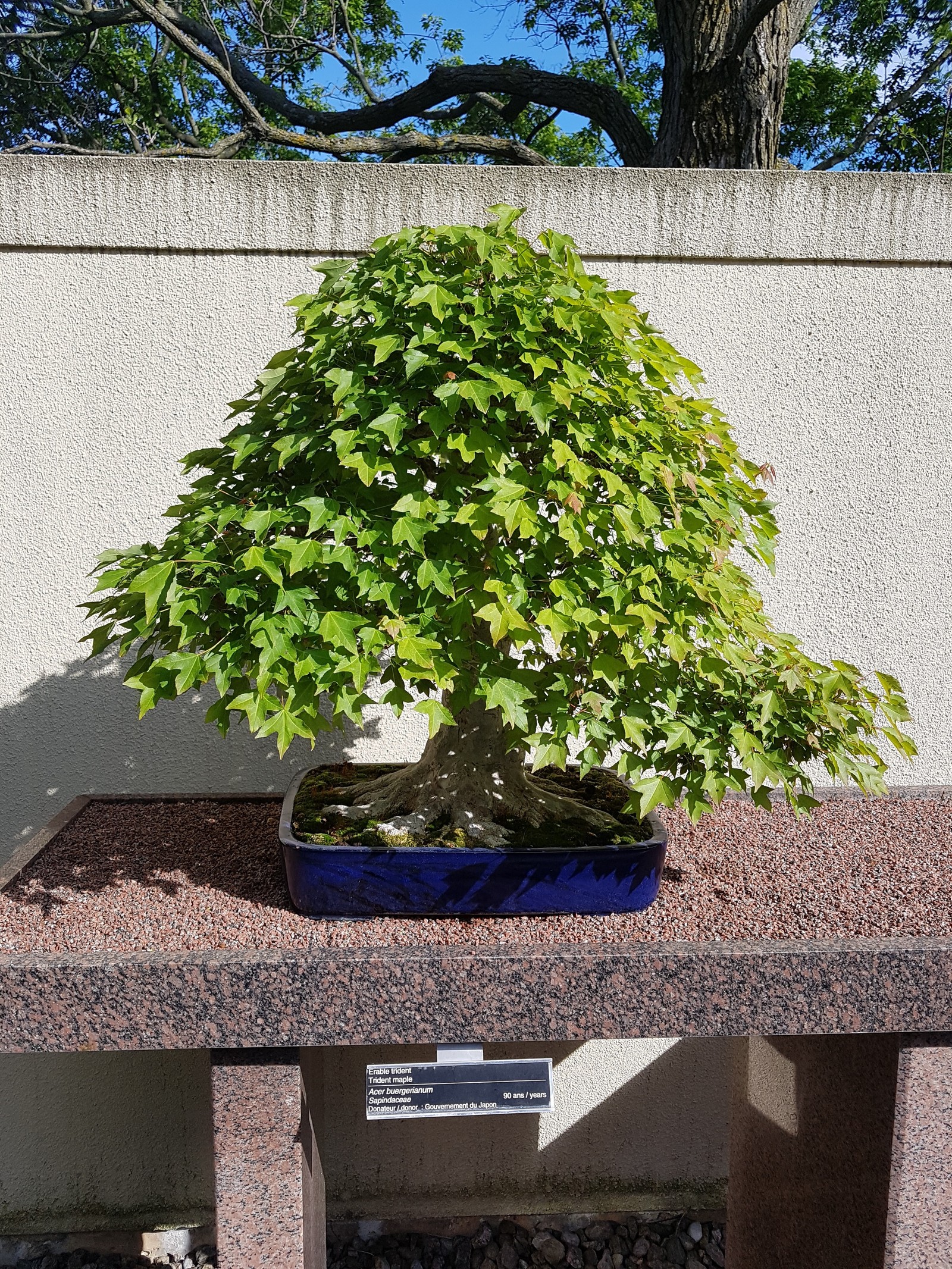 Bonsai, pay attention to age .... - My, Bonsai, , Longpost