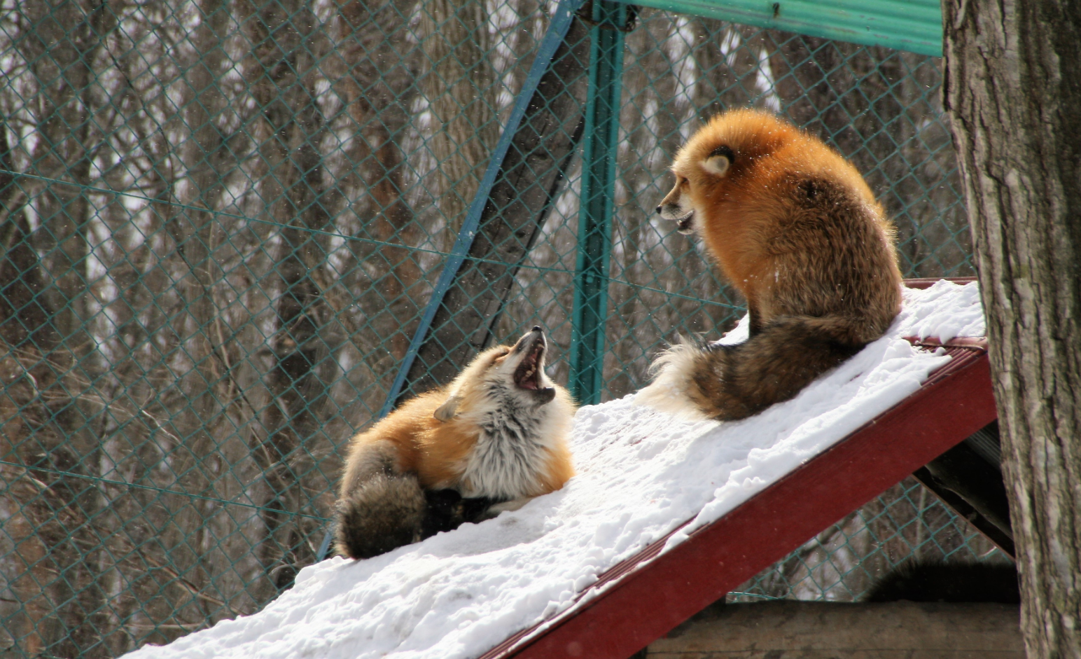 Zao Kitsune Mura - Fox Village. See and play with six kinds of cute foxes - Fox Village, Fox, Fyr, Not mine, Interesting places, Japan, Longpost, GIF