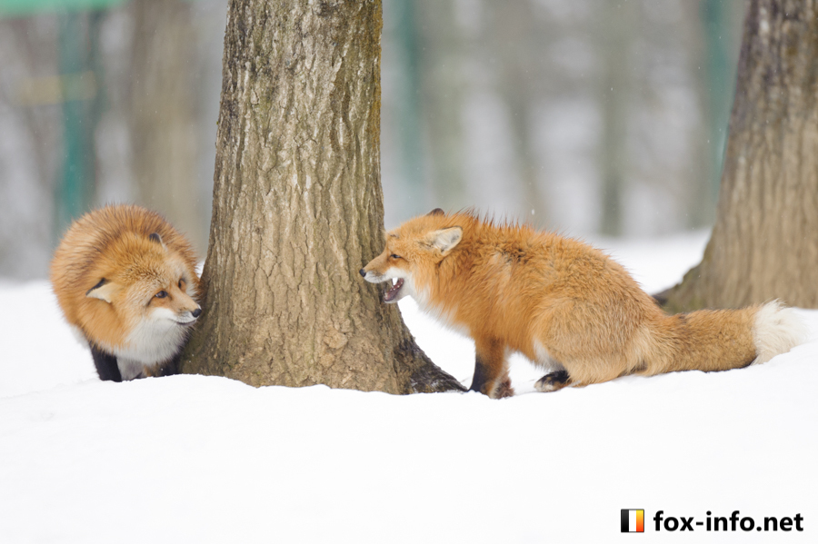 Zao Kitsune Mura - Fox Village. See and play with six kinds of cute foxes - Fox Village, Fox, Fyr, Not mine, Interesting places, Japan, Longpost, GIF