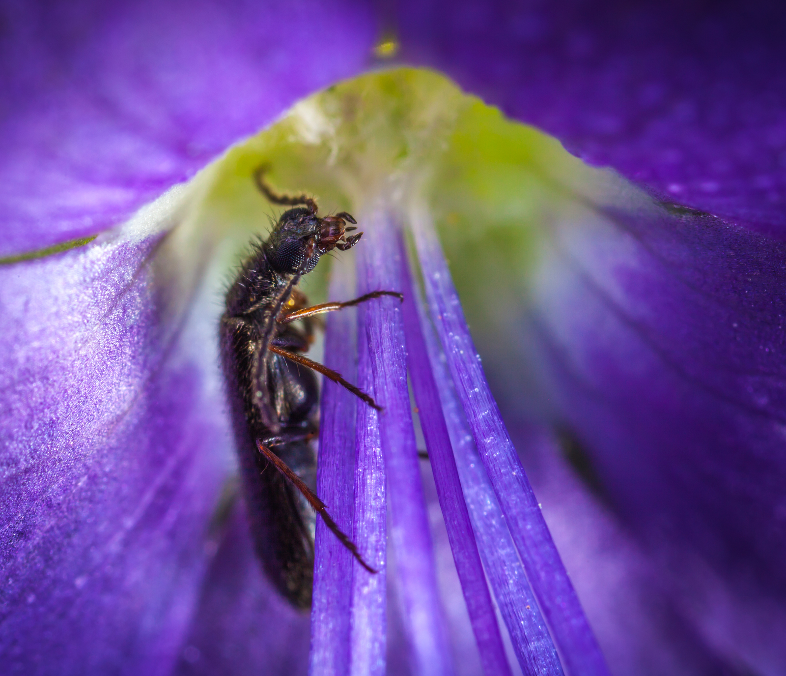 Macro hunting №119 - My, Grasshopper, Macrohunt, Insects, Жуки, Flowers, Dew, Longpost, Macro photography