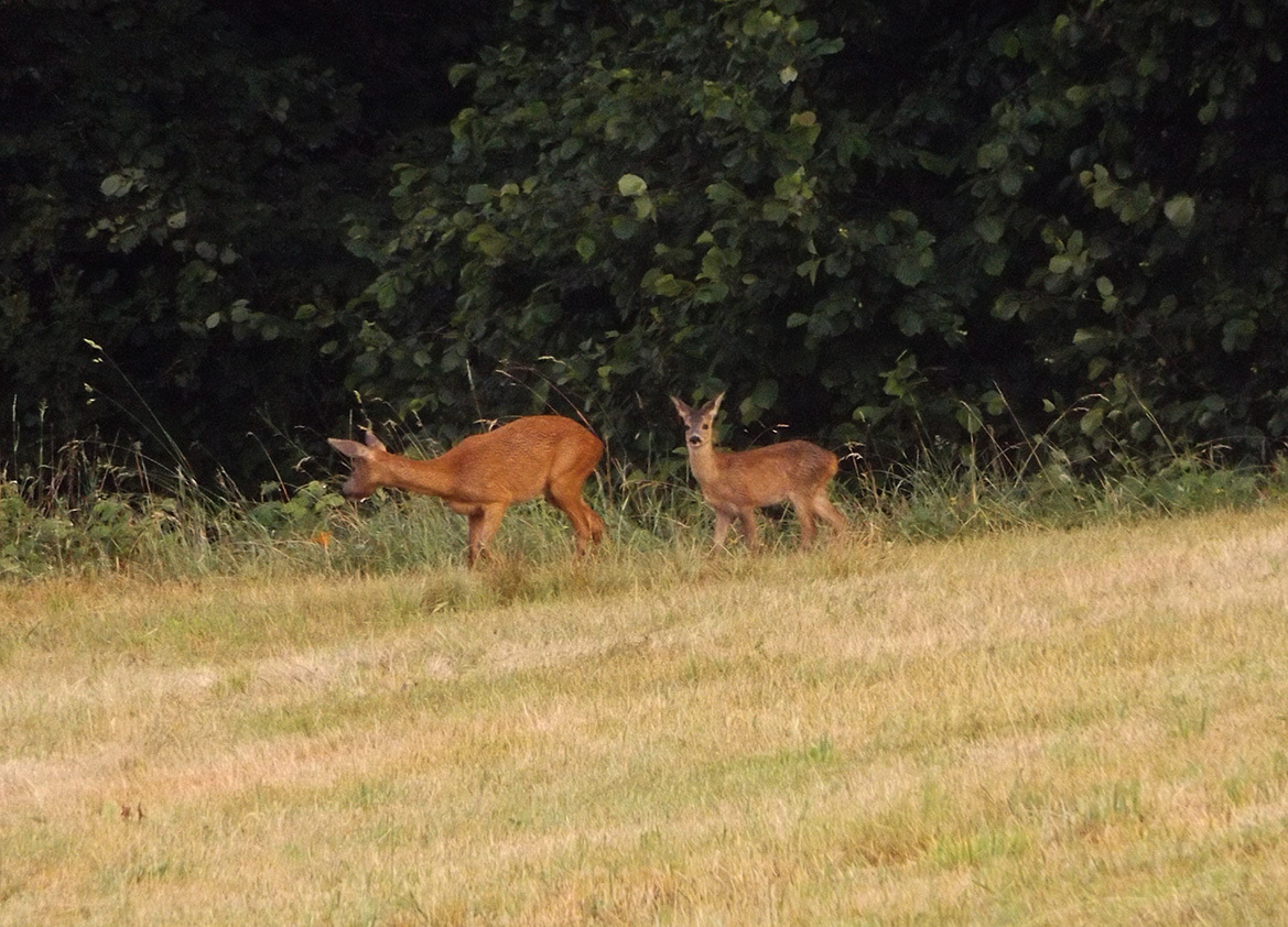 Forest neighbors 4. Deer for a walk. - My, My, Forest, , Walk, Video, Longpost, Fawn