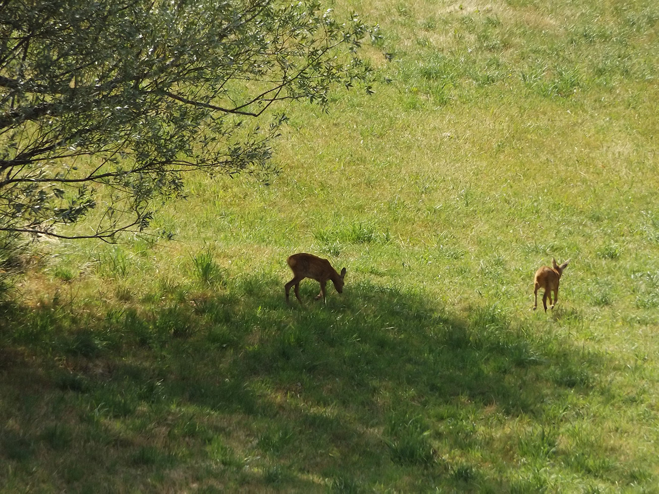 Forest neighbors 4. Deer for a walk. - My, My, Forest, , Walk, Video, Longpost, Fawn