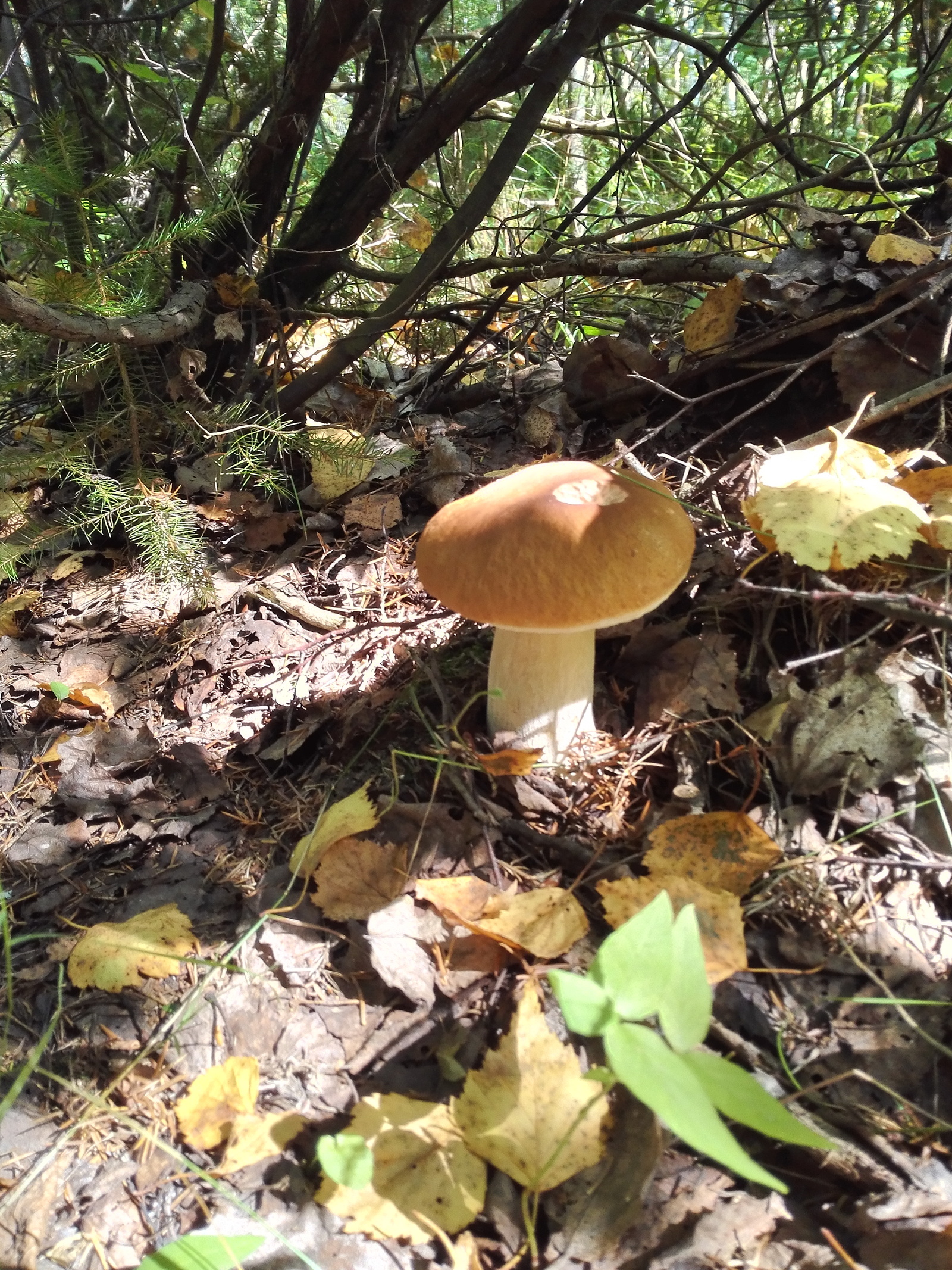 Early autumn - My, White, Forest, Longpost