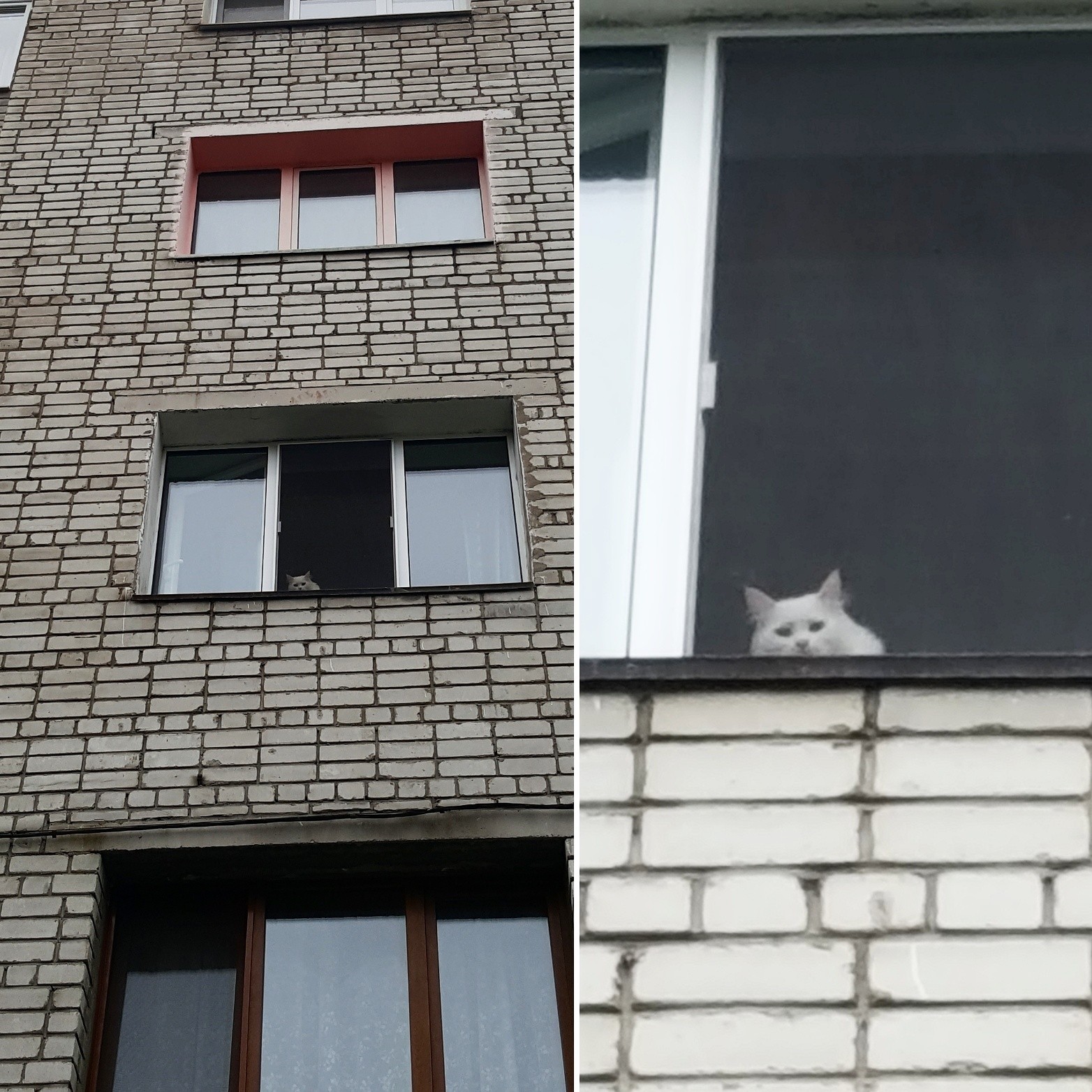 Big brother is watching you - My, cat, Big Brother, Surveillance, Impudence