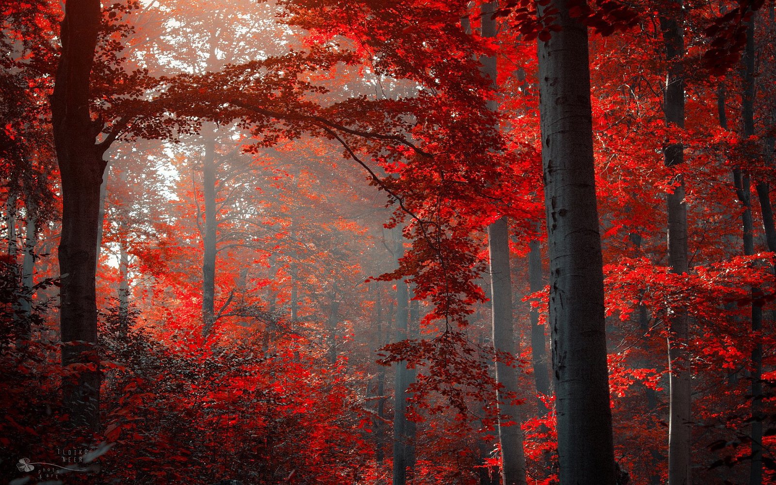 Day 1 or mystical red forest - Nature, Mystic