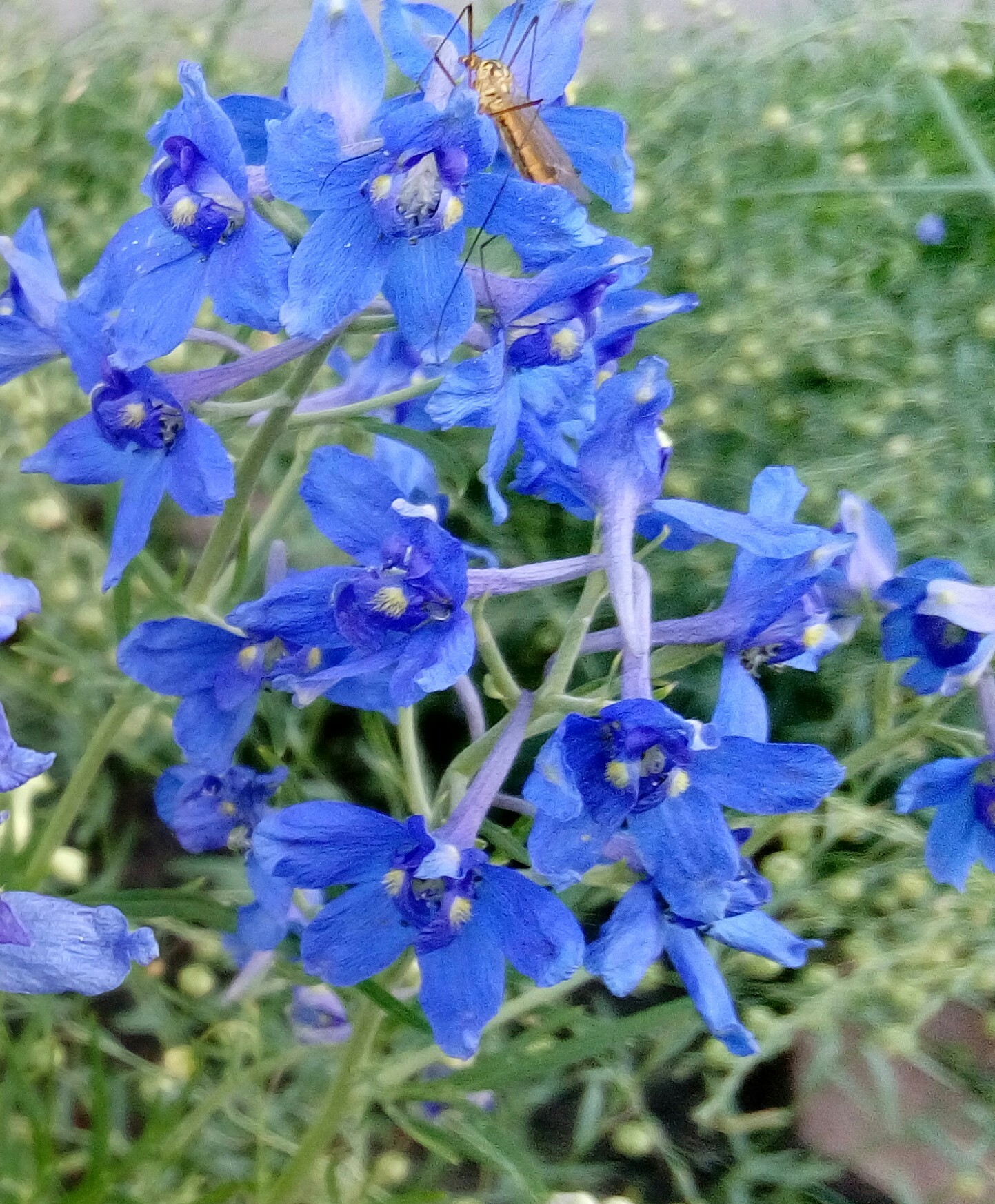 Illustration for a fly-sokotuha - My, Fly Tsokotukha, Delphinium