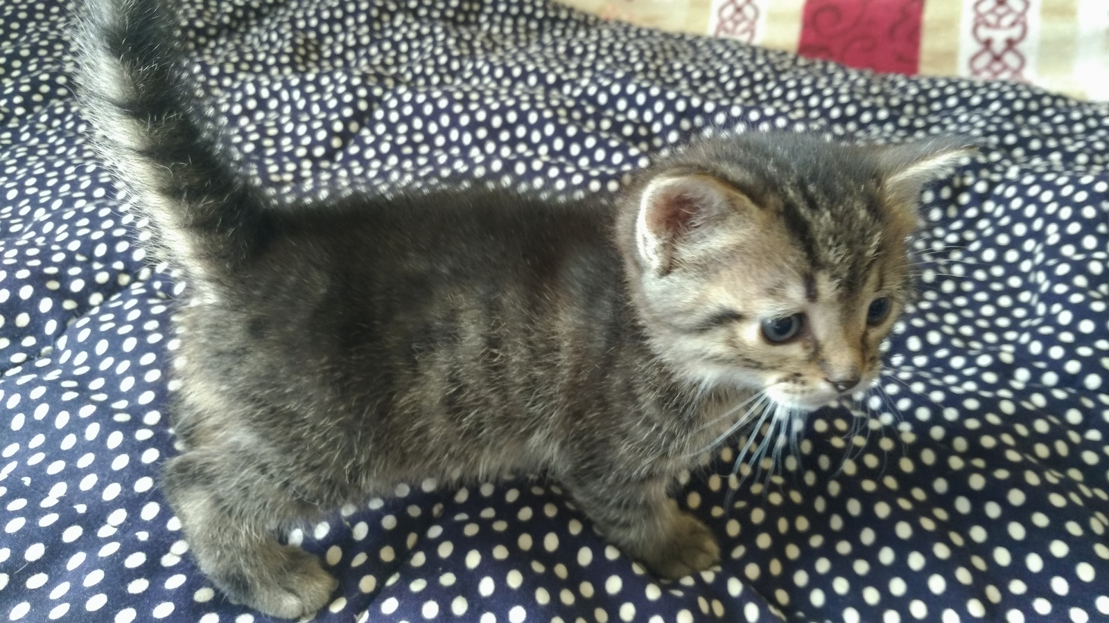 I will give a fluffy ball in good hands! St. Petersburg - My, In good hands, Kitten is looking for a family, Saint Petersburg, Leningrad region, , Longpost, cat