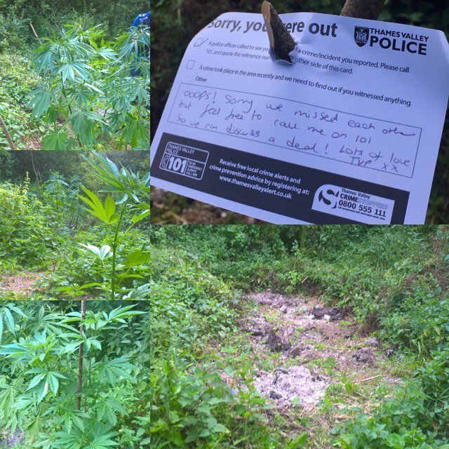 The British police left a touching note to the owner of a marijuana plantation - Police, Twitter