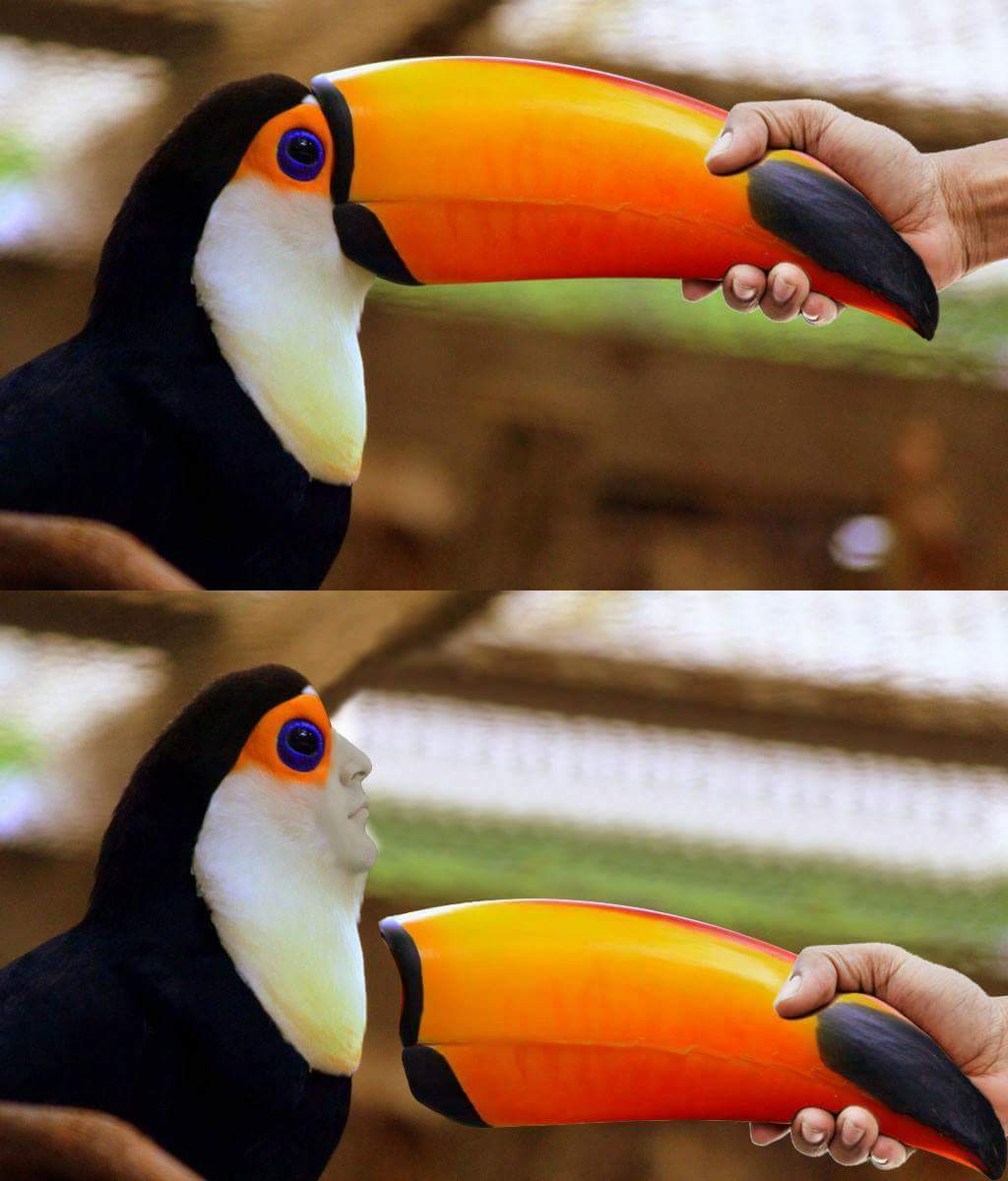 Toucan - Toucan, Images, Humor, Not mine