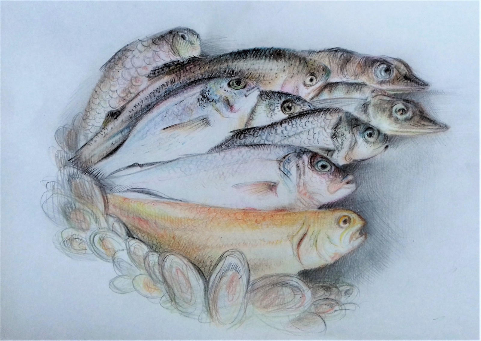 Fishes - My, Drawing, Pencil, A fish, Food, Art, Graphics, Seafood