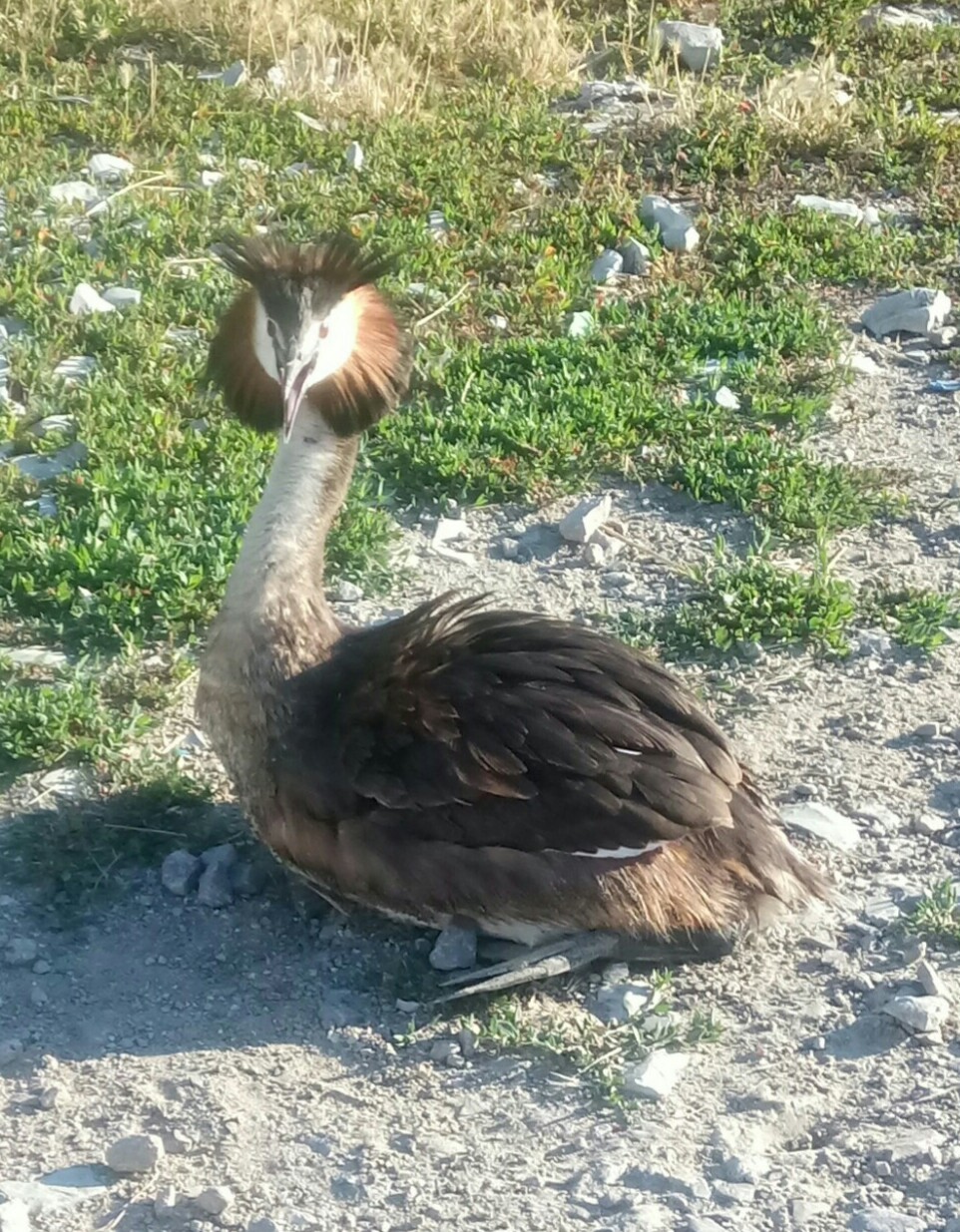 Little bird - My, Great grebe, Sorry for the bird, , Longpost