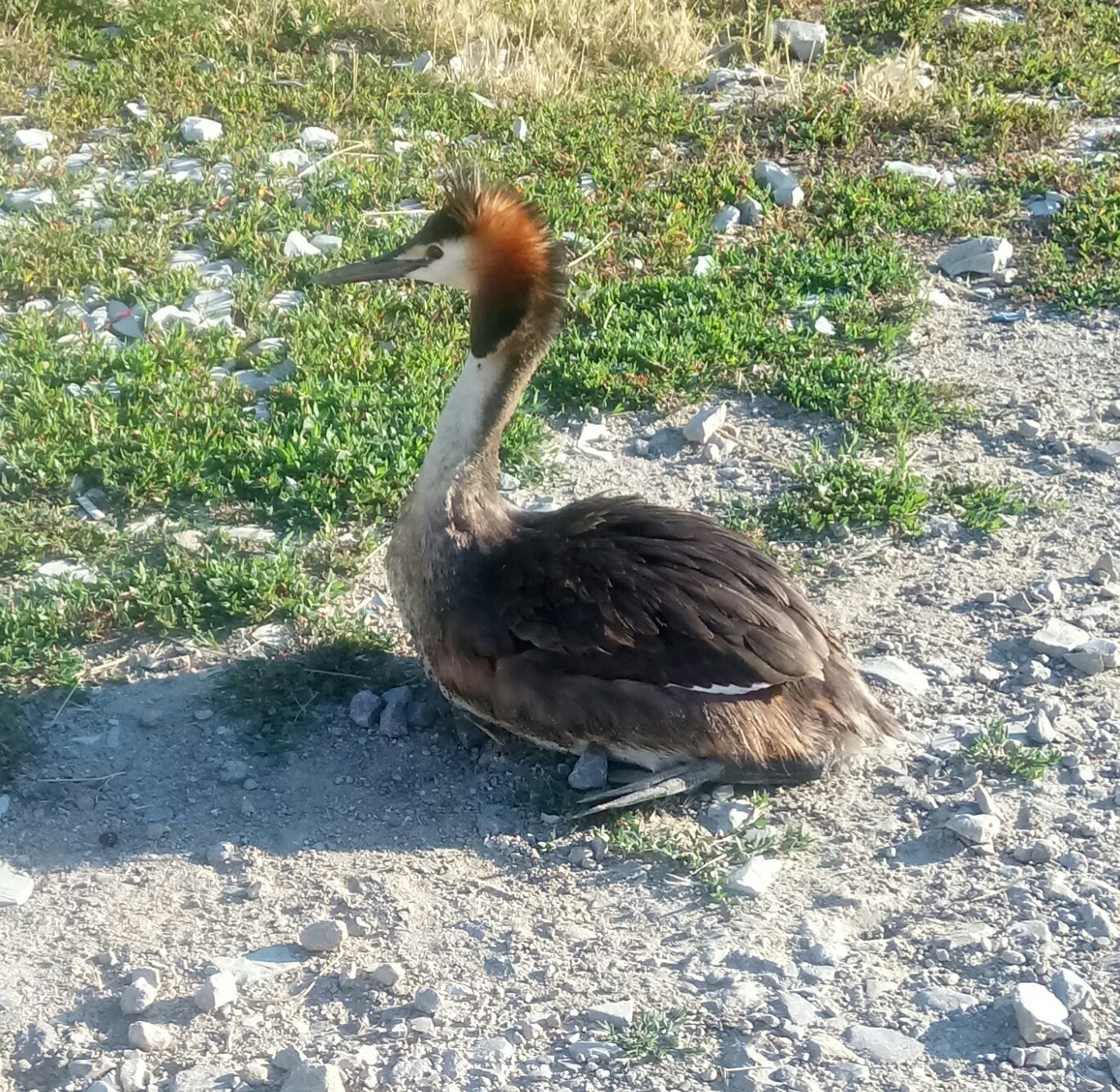 Little bird - My, Great grebe, Sorry for the bird, , Longpost