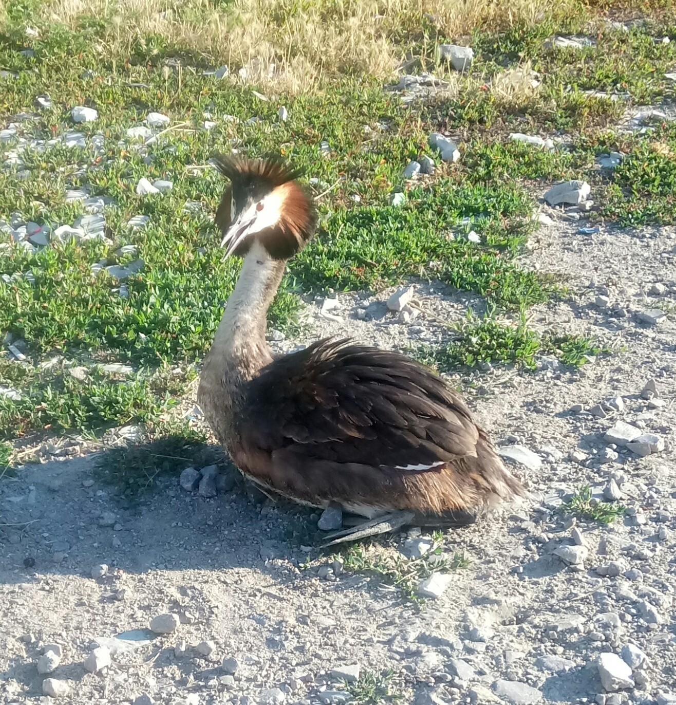 Little bird - My, Great grebe, Sorry for the bird, , Longpost