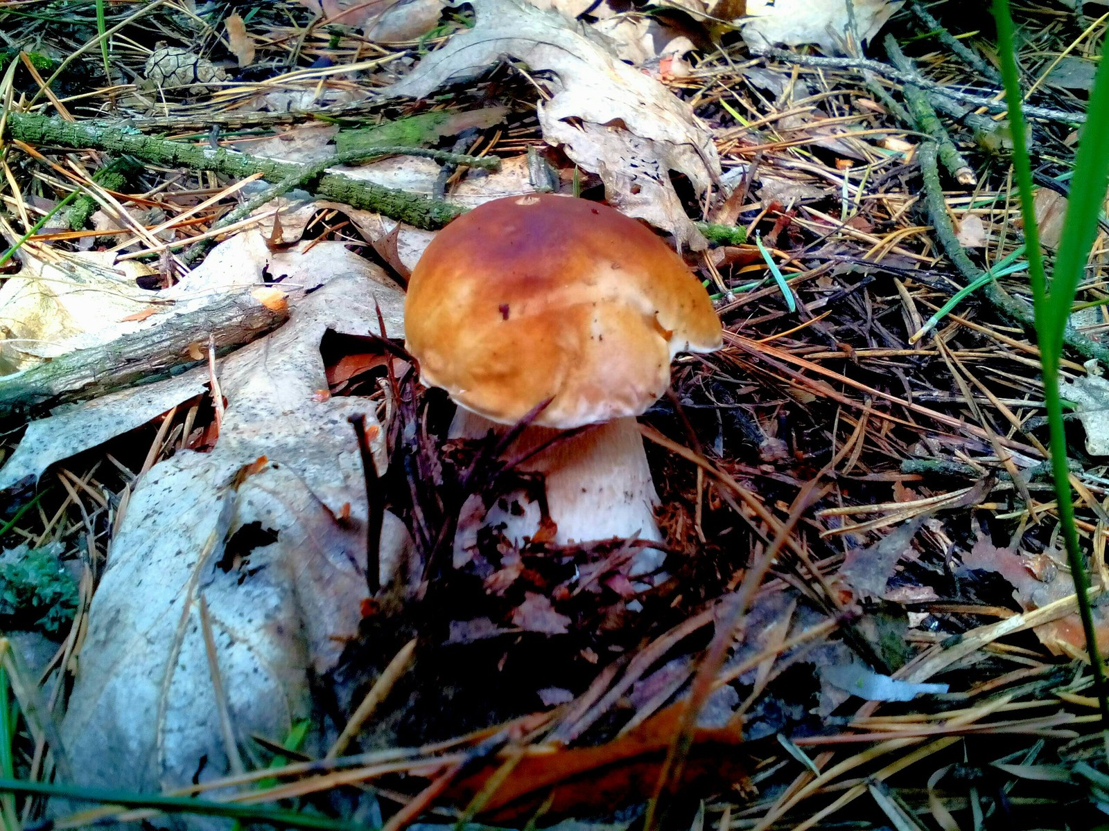 In the woods for mushrooms 2 - My, Forest, Nature, Longpost, Mushrooms, Fast