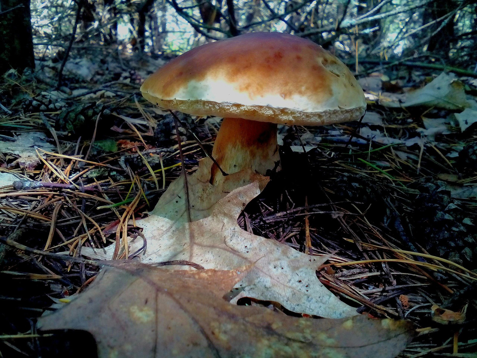 In the woods for mushrooms 2 - My, Forest, Nature, Longpost, Mushrooms, Fast