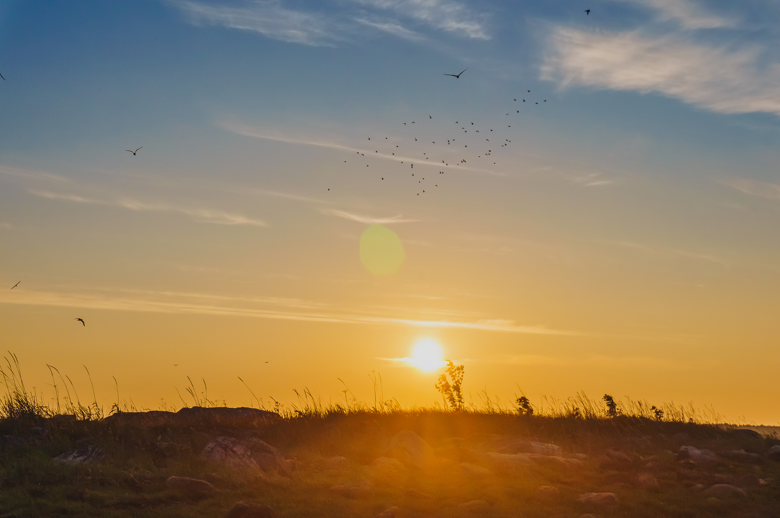 Sunsets - My, The photo, Longpost, Sunset, Macro, Flowers, Landscape, Macro photography