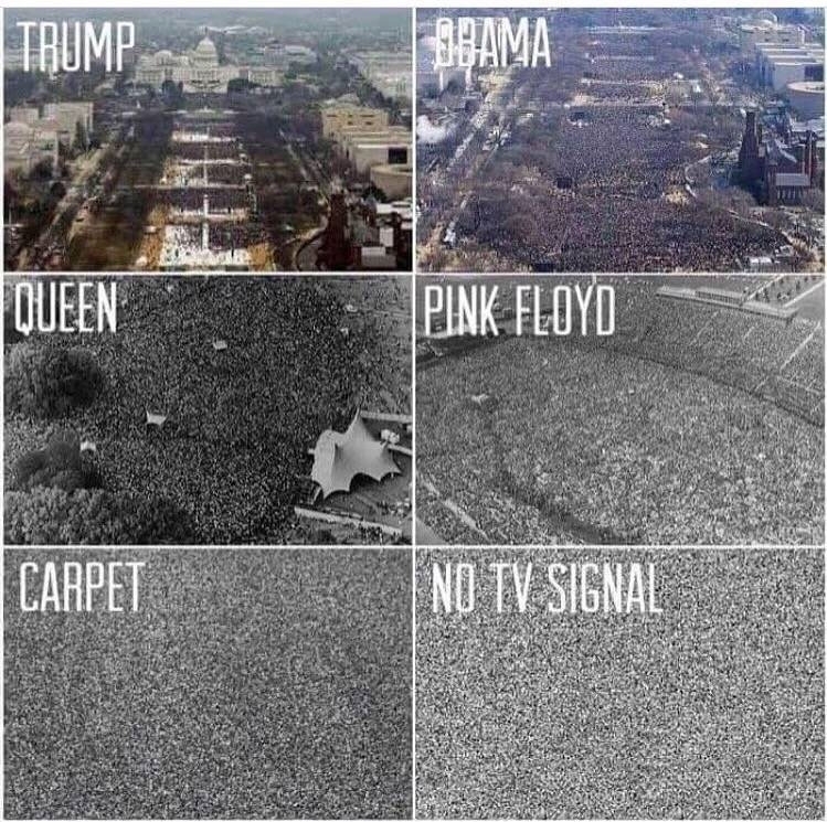 Carpet is my favorite band - Donald Trump, Queen, Pink floyd, Accordion