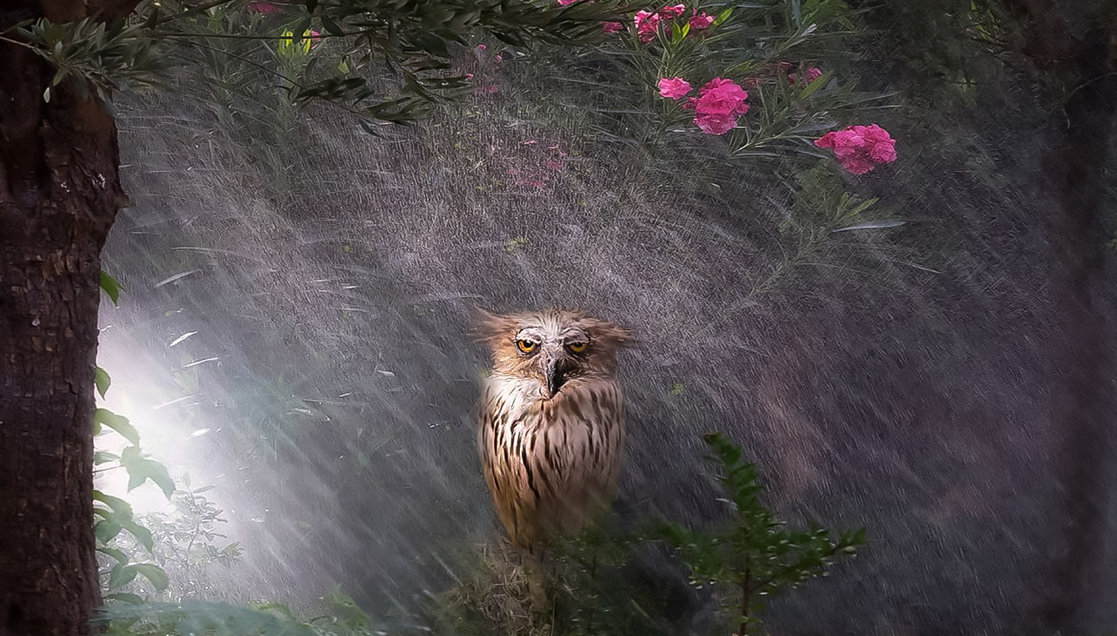 Great weather this summer! - Owl, Rain, Weather, Summer