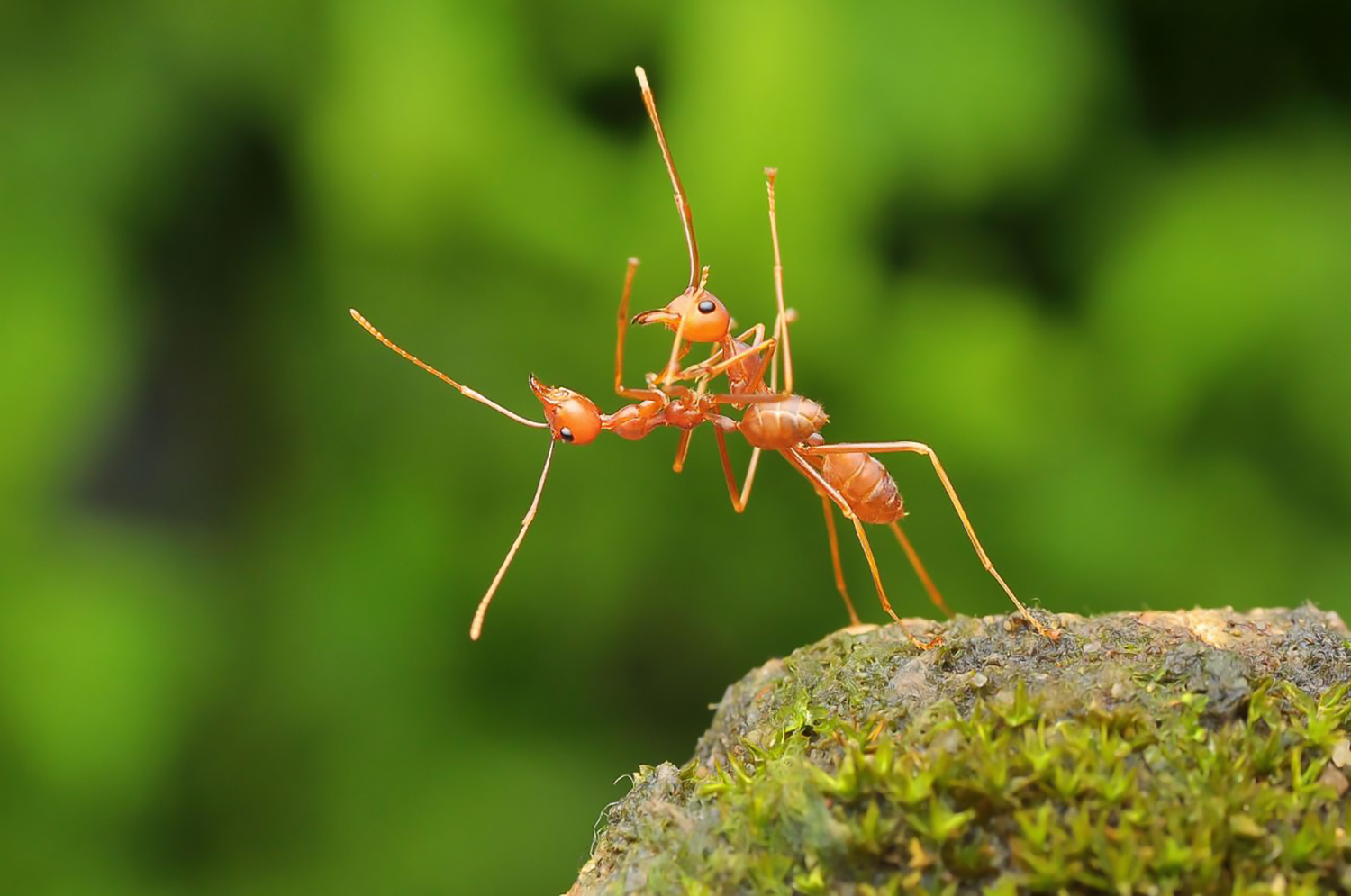 Ant tango - The photo, Closeup, Macro, Macro photography, , Dancing