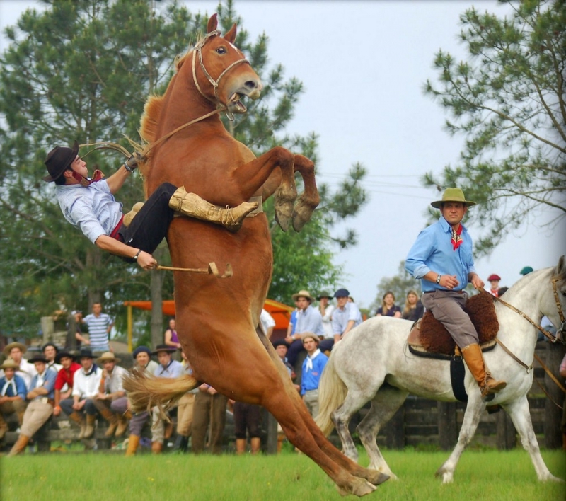 Horses and people are wonderful - Images, Humor, Horses, Black humor, Longpost