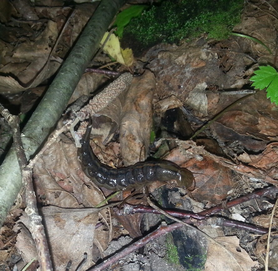 Biologists, please help! - My, Forest, Подмосковье, Unknown