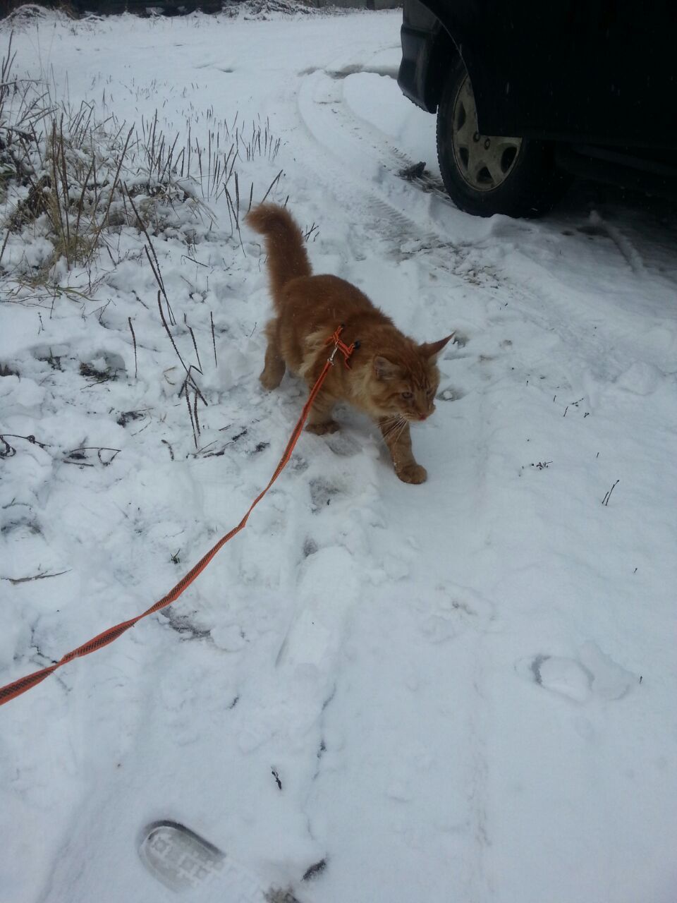 A bit of Kamchatka snow in a ribbon. - My, cat, Maine Coon, Snow