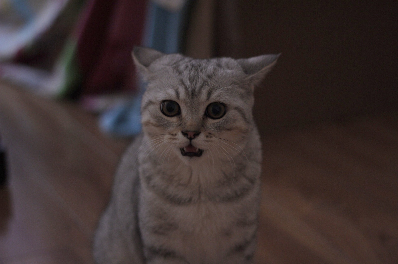 When I found out that the chicken was over - My, cat, Astonishment