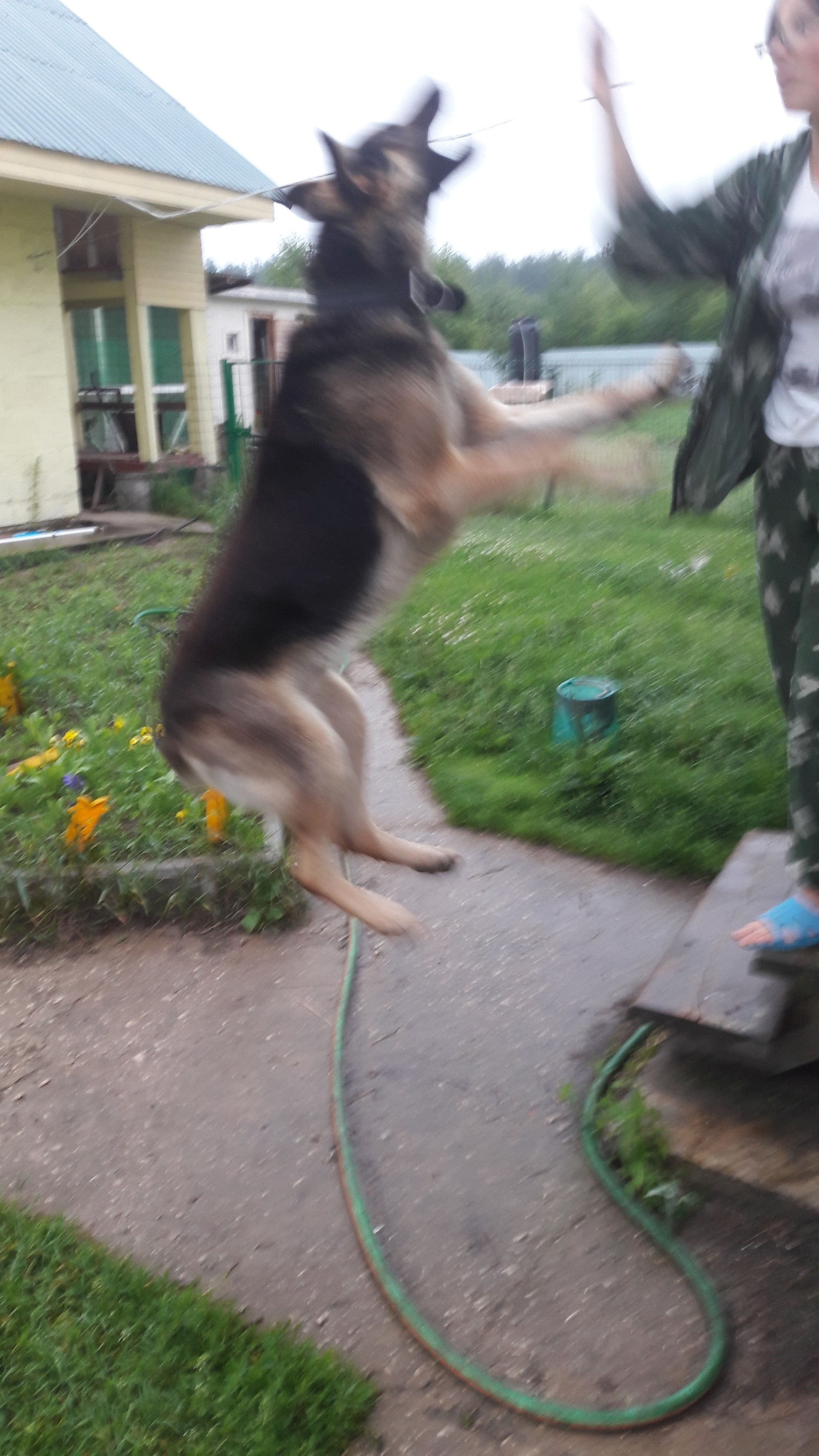 mukhtar jump - My, Dog, Bounce