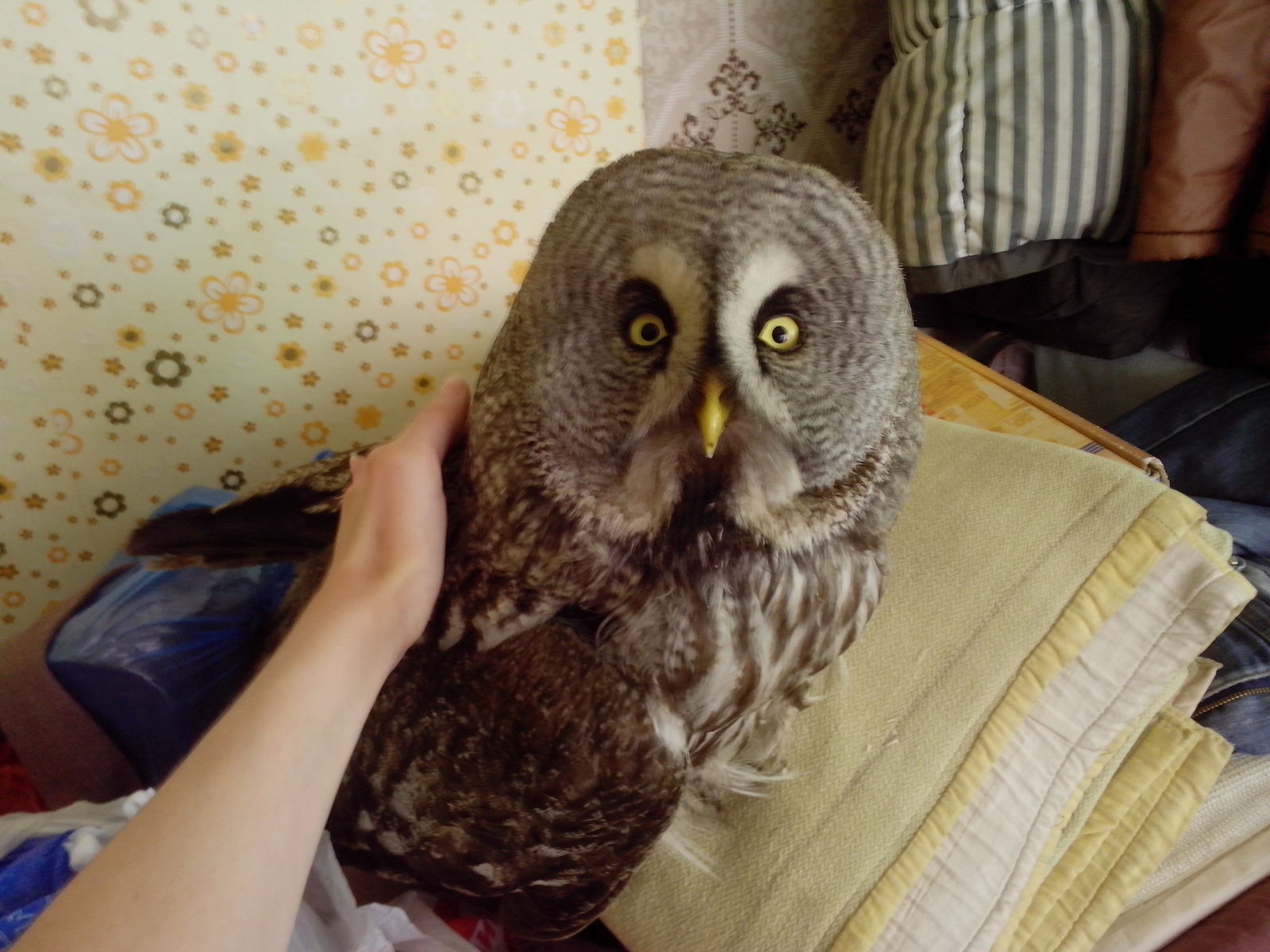 My new pet - My, Owl, Village, What kind of bird?, Incident, Longpost