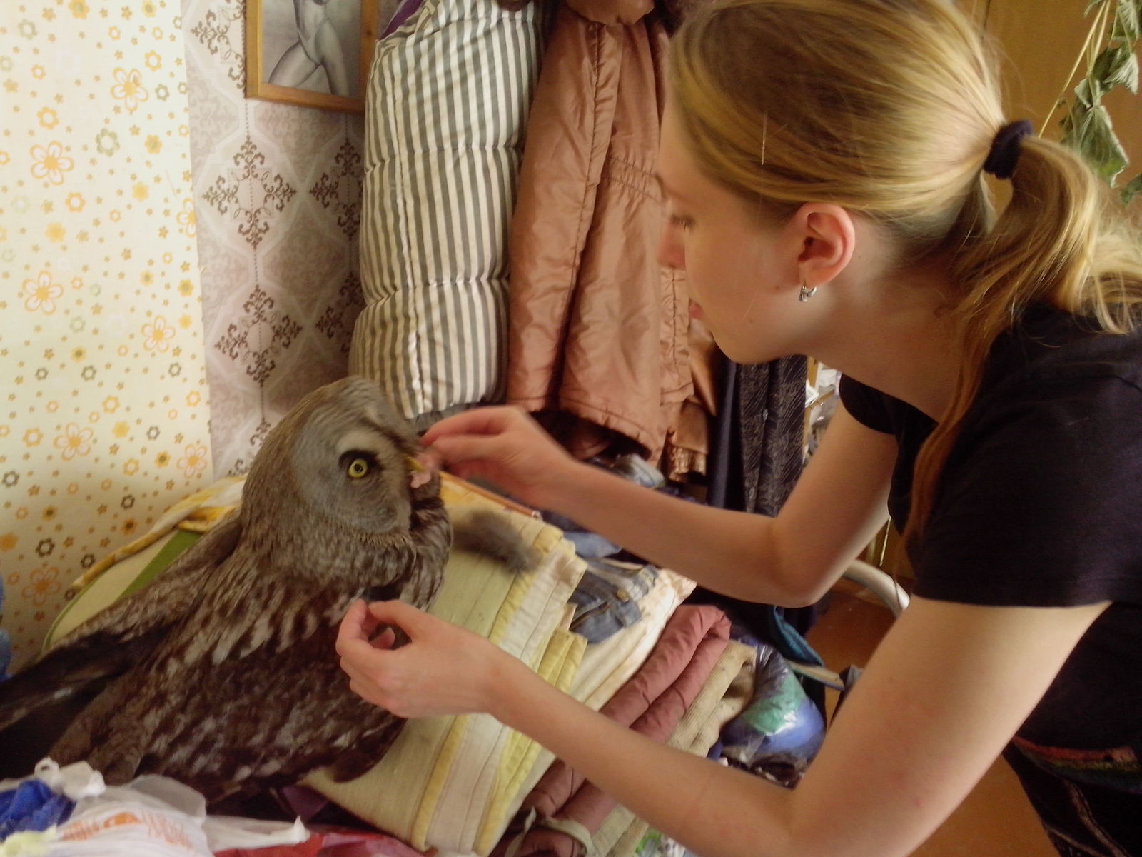 My new pet - My, Owl, Village, What kind of bird?, Incident, Longpost