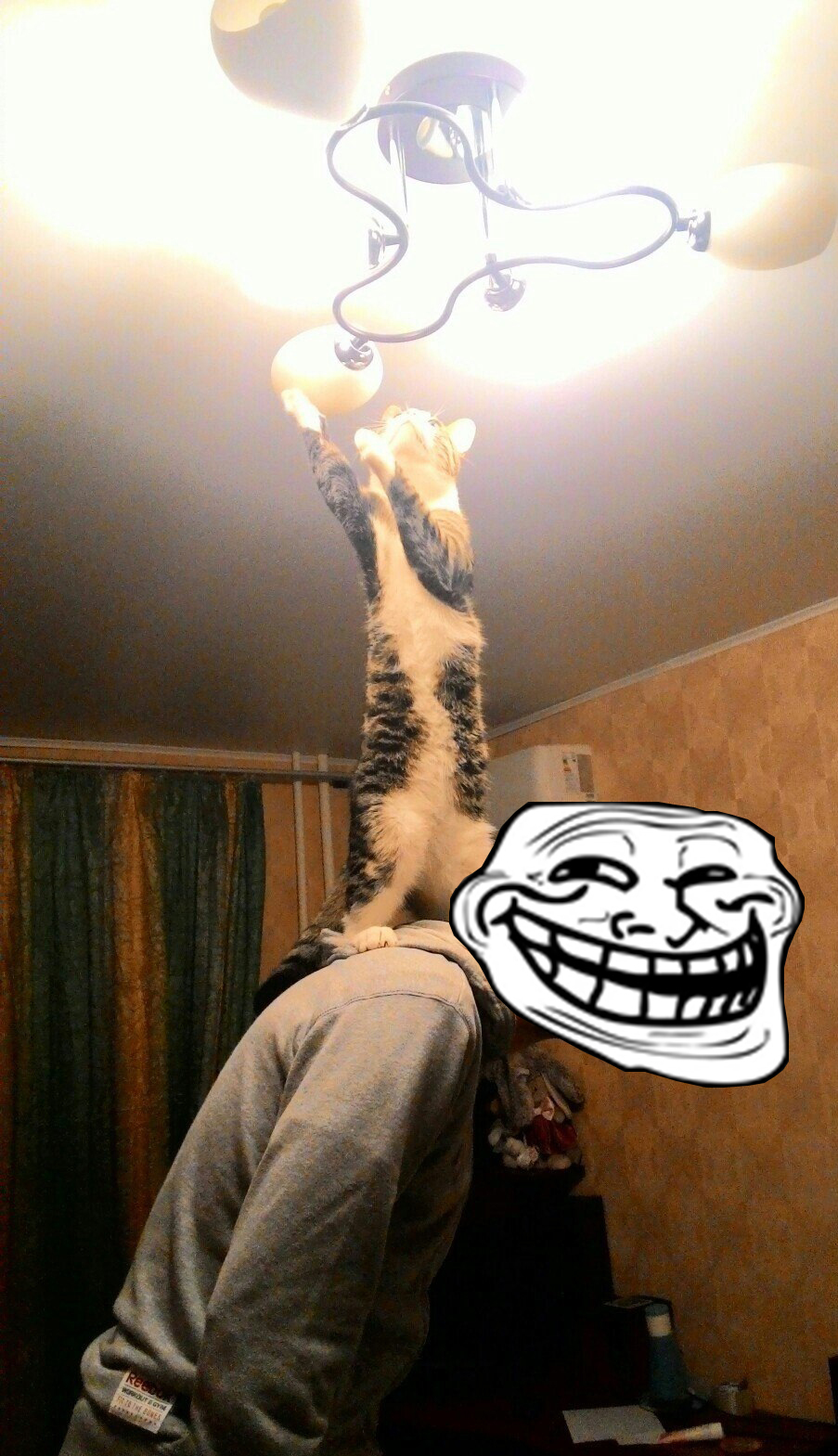 Son, change the light bulb. - cat, Help, Funny animals, Animals