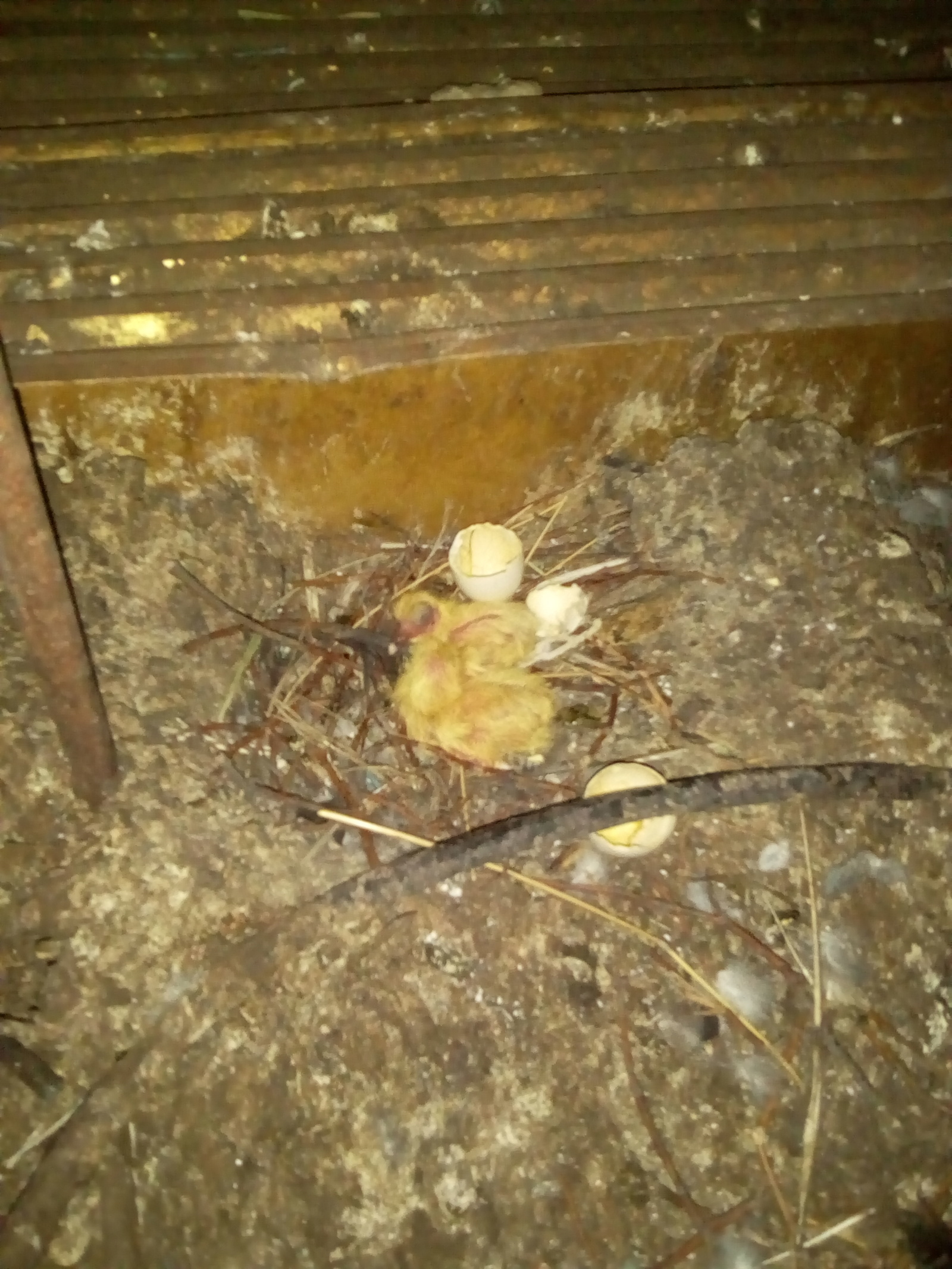 What kind of GAME? - My, Ducklings, Nest, Suddenly, Longpost