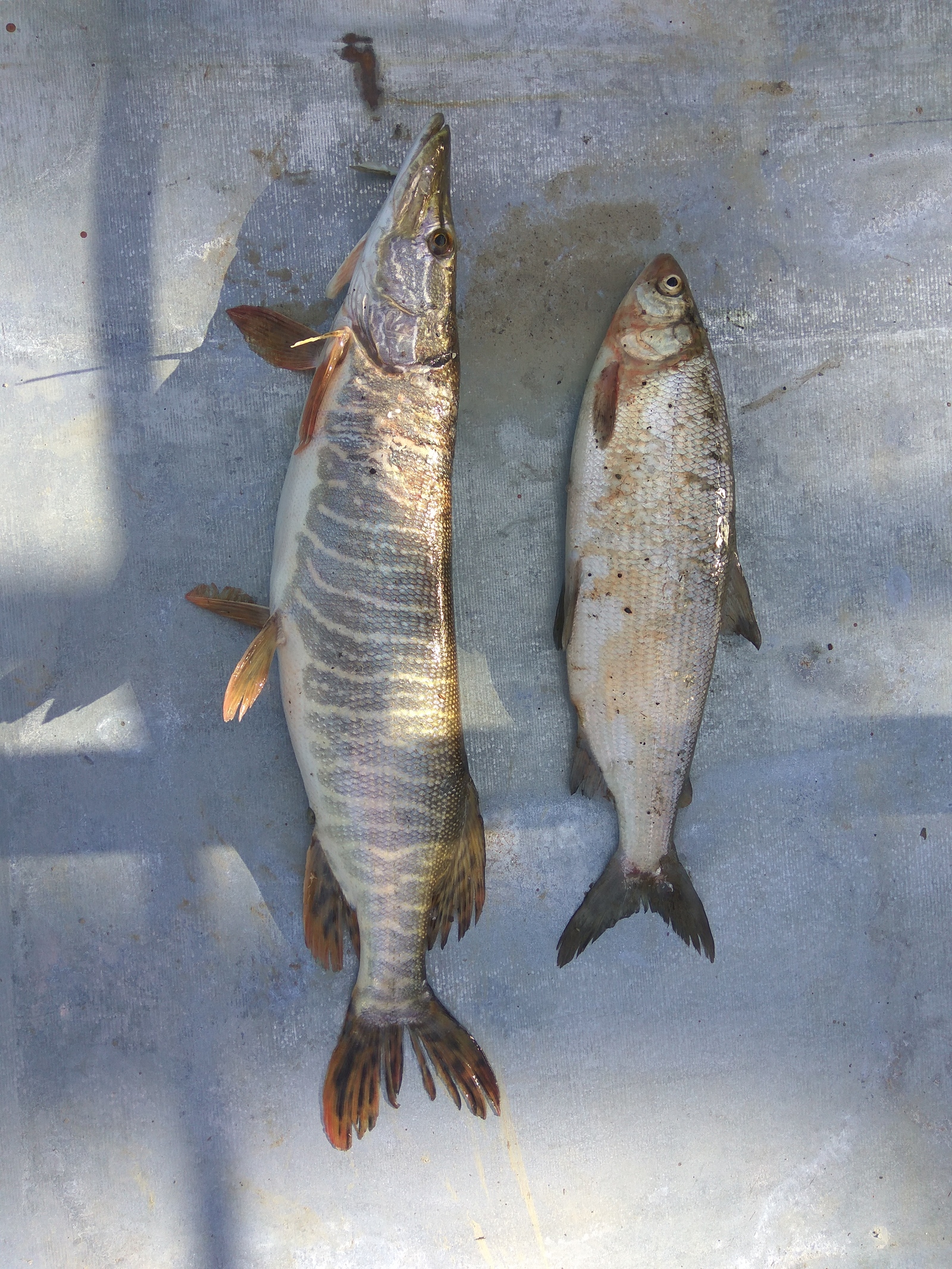 What is this fish on the right - My, A fish, Fishing, Who is this?