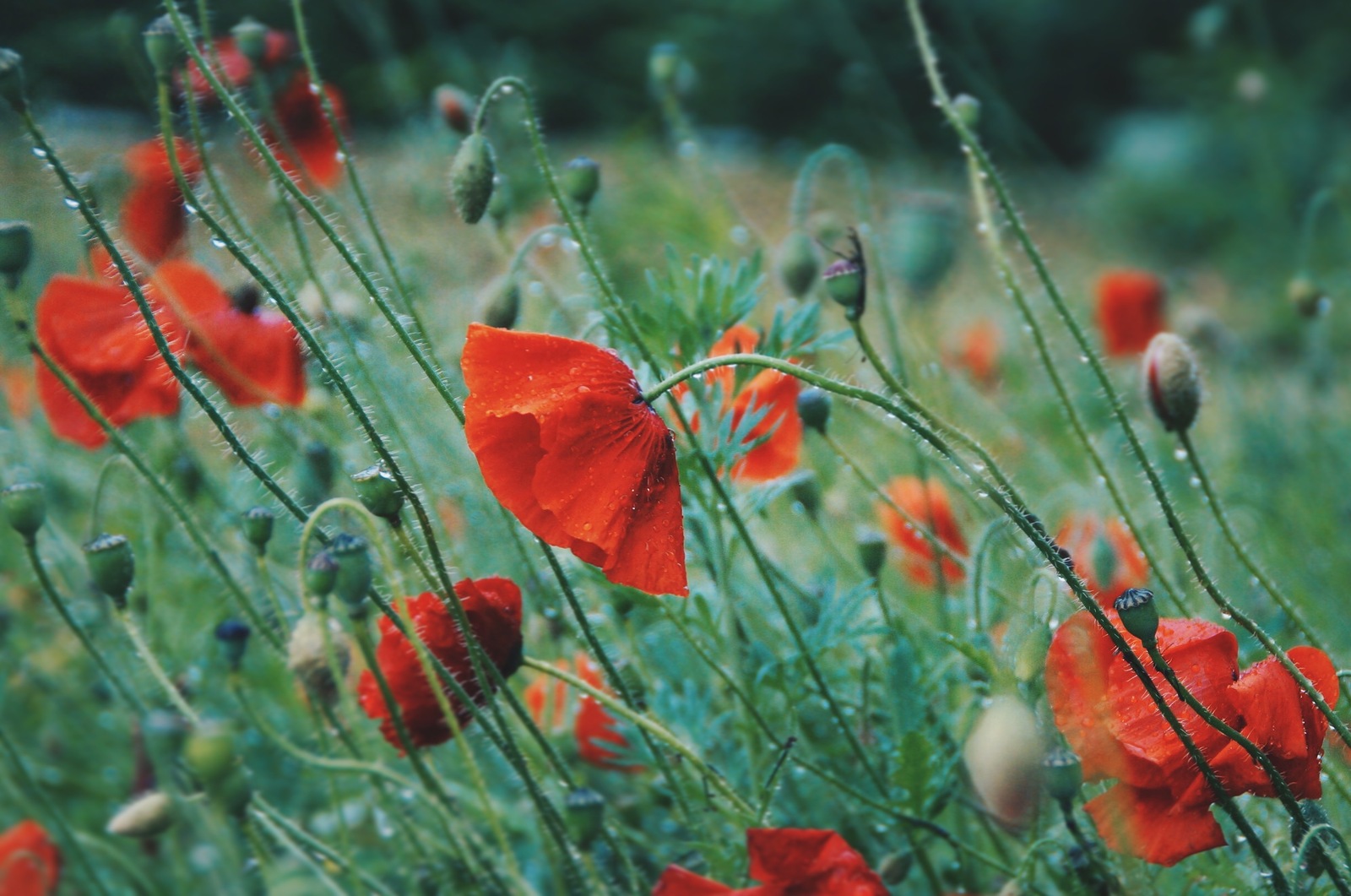 Poppies in the rain - My, The photo, Photographer, Flowers, Wildflowers, Poppy, Macro, Rain, Drops, Longpost, Macro photography