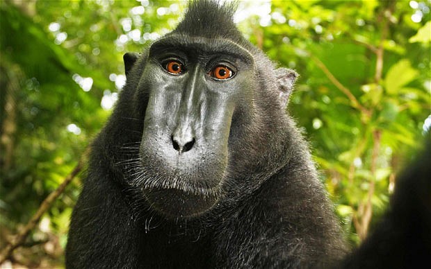 Animal rights activists are representing a macaque monkey in court who took a self-portrait but didn't get the copyright. - Toque, Naruto, Peta, Intellectual property, Animals, Selfie, Geektimes, Planet of the apes, Longpost