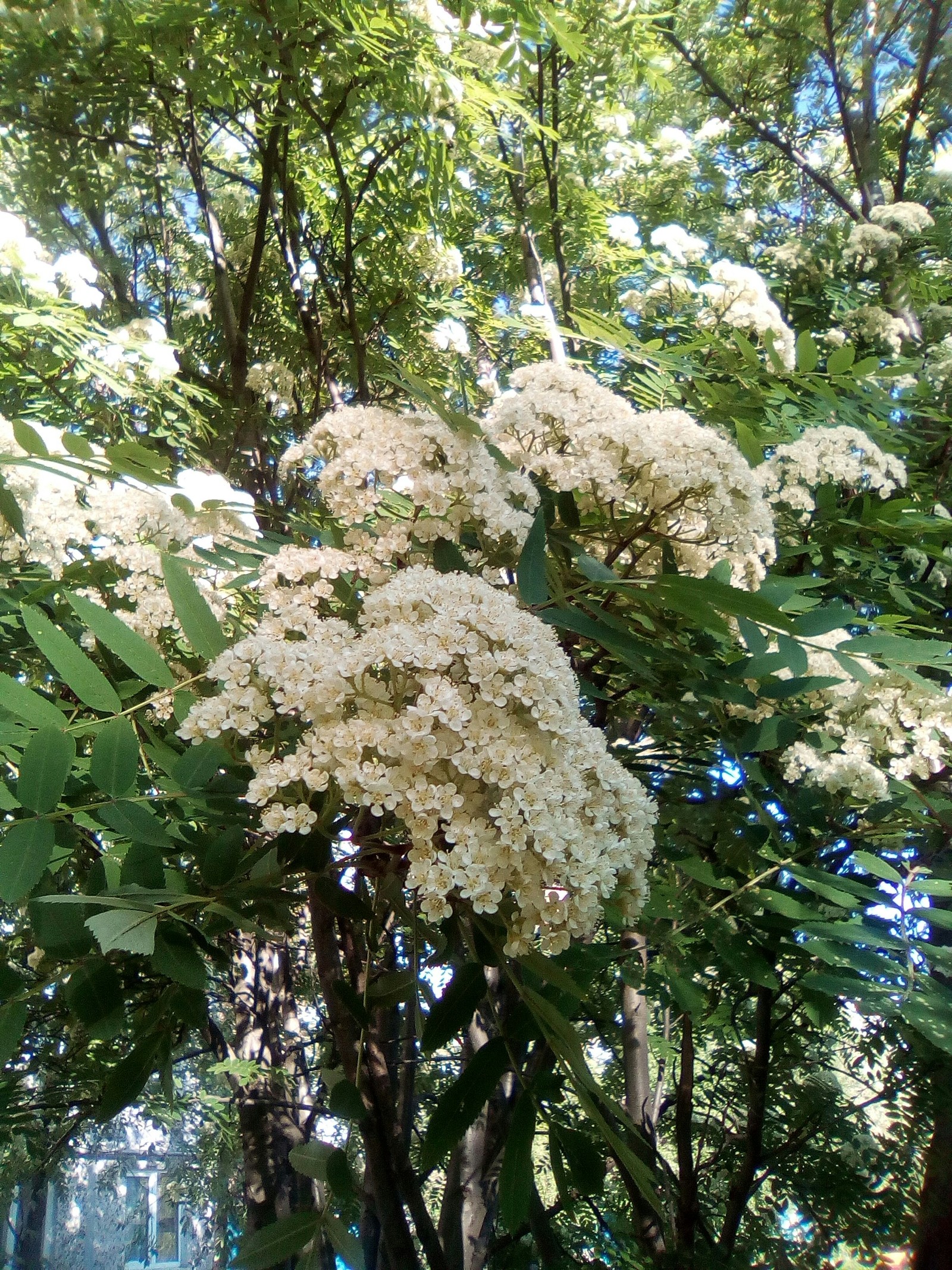 Rowan has blossomed! - My, Bloom, Rowan