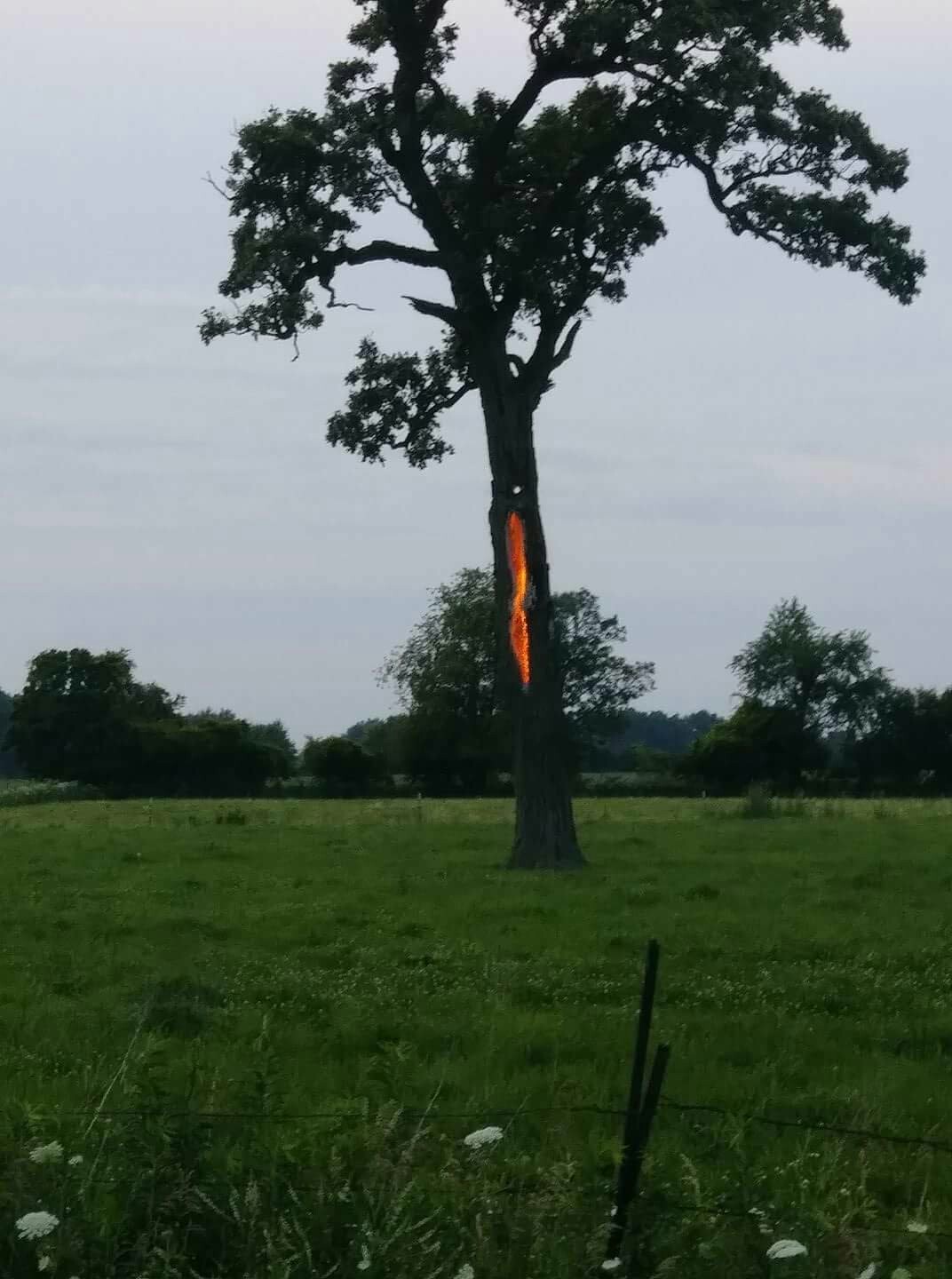 Tree 3 hours after being struck by lightning - Tree, Lightning, Fire, Reddit