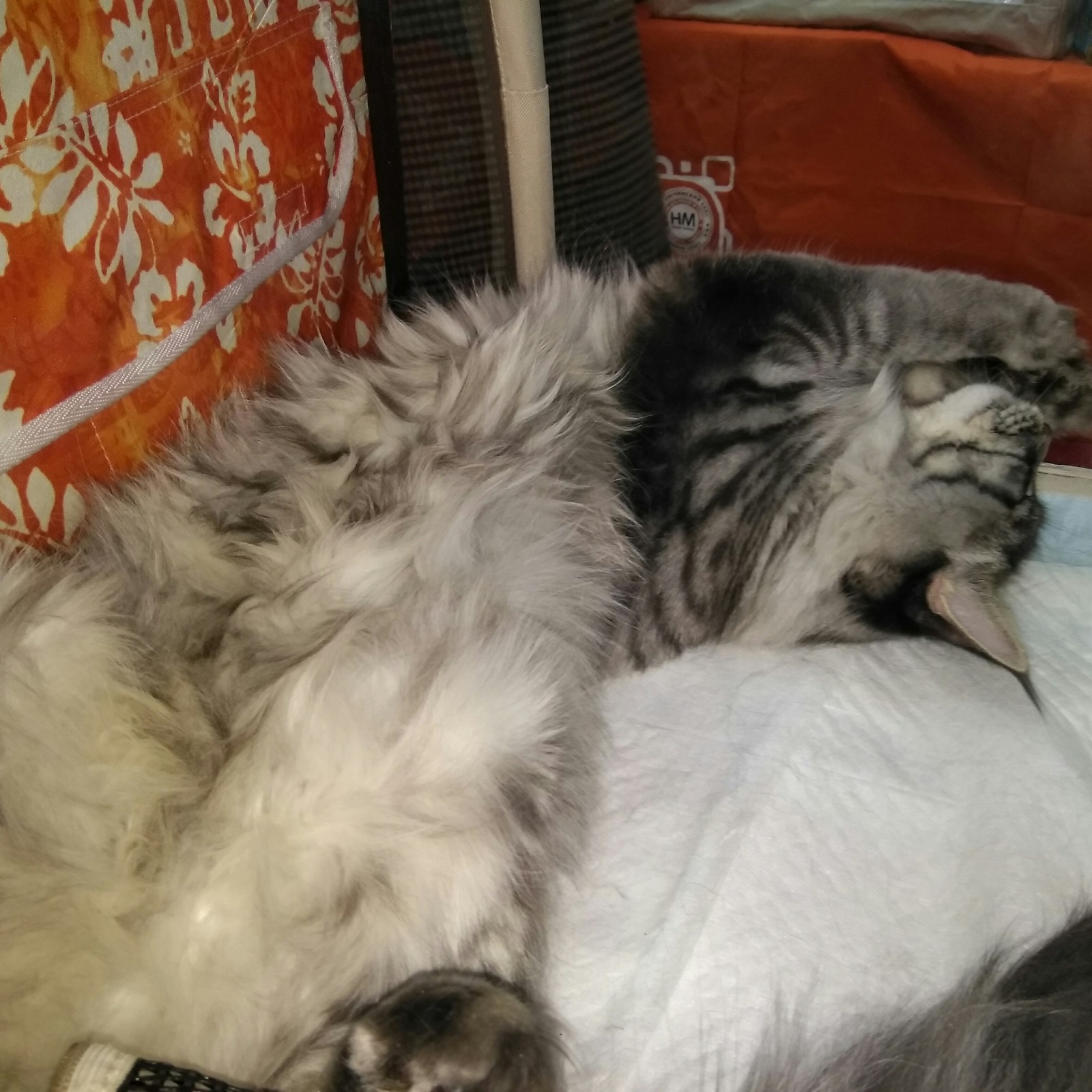 The main thing is a sound healthy sleep - My, Cat breeds, Maine Coon, Dream, Milota