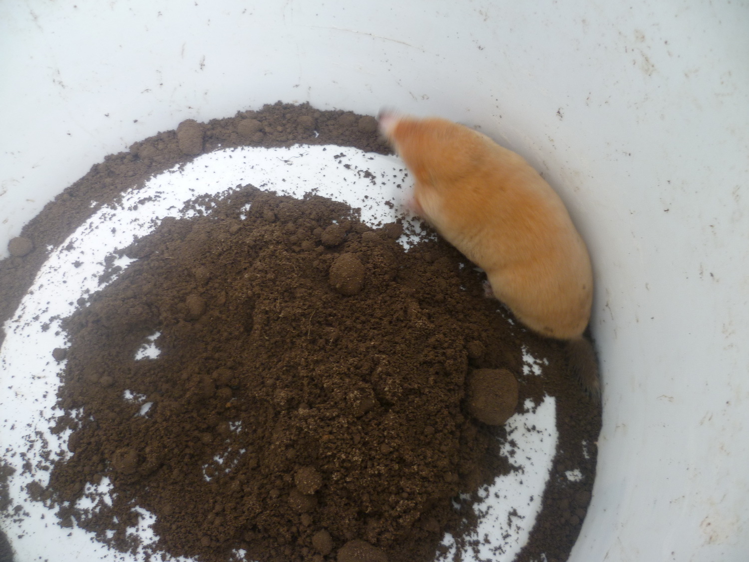 Ginger. - Mole, Albino, Caught, Liberty, Longpost