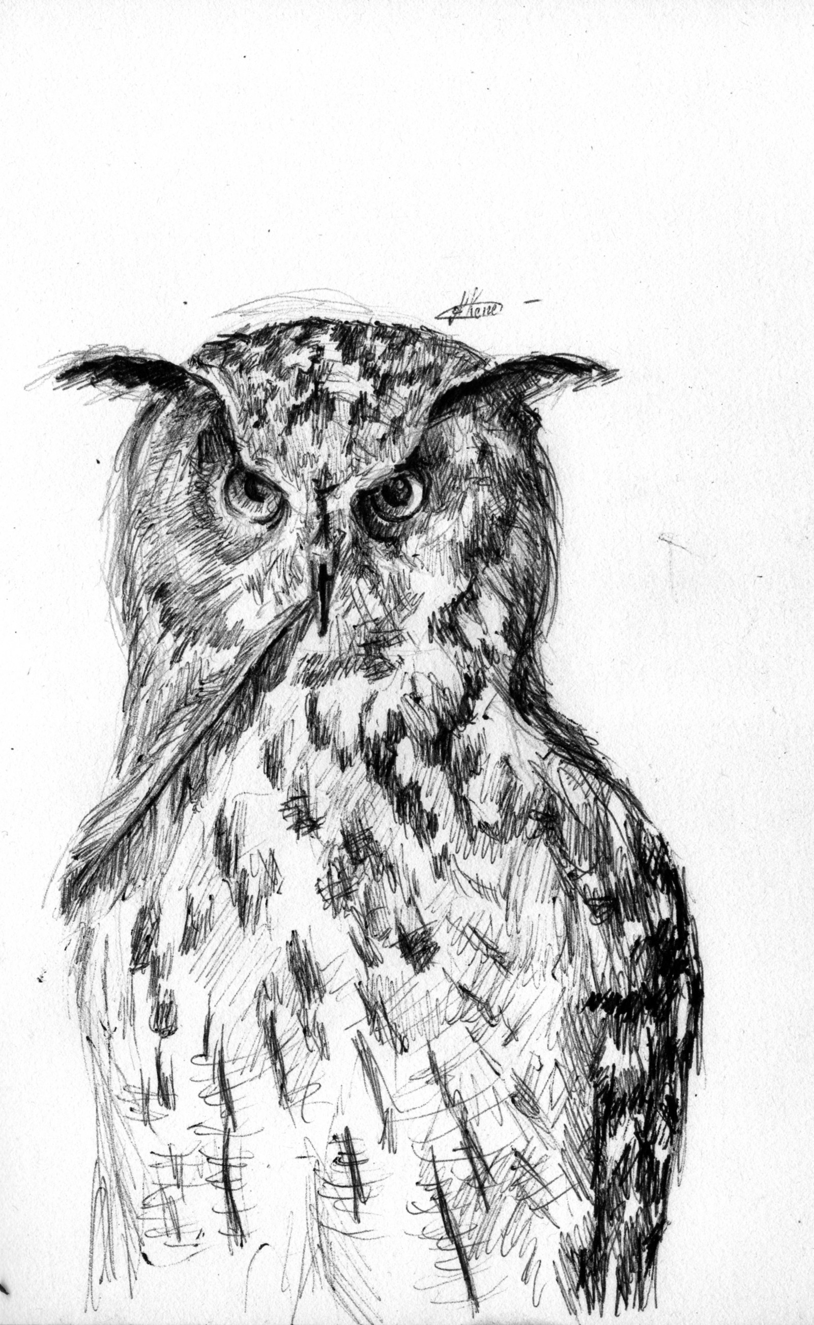 Owl Tatoo B W Blackandwhite Paint Sketch Art Sketchbook Ipadpro Ipadsketch Sova Risunok Sketch Risunoknaplanshete Tatu Risunok Pera Risunok Sova