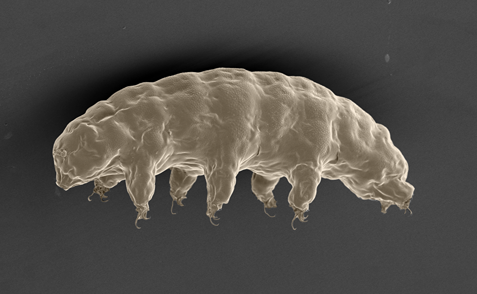 Scientists have named an animal that will live to the end of the world (Life resistance to astrophysical events) - Biology, A life, Astrobiology, Exoplanets, Longpost