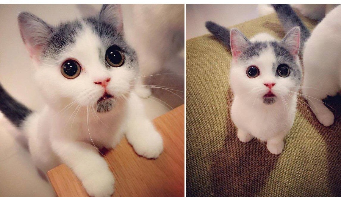 Kitten who is always surprised - cat, Astonishment