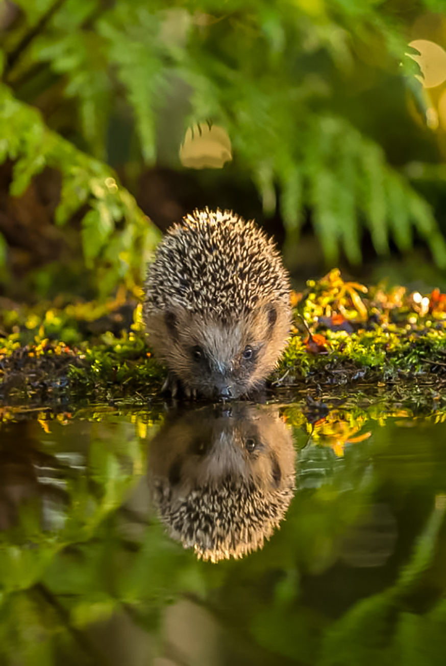 Ежик на водопое - Фотография, Природа