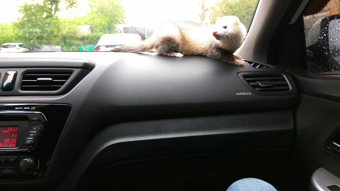 Chucky - My, Ferret, , Longpost