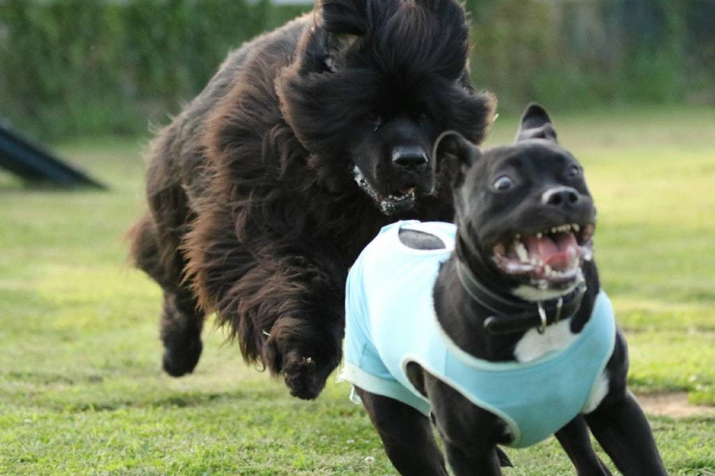 Pitbull. Thought he was the biggest dog in the park - Reddit, Dog days, Dog