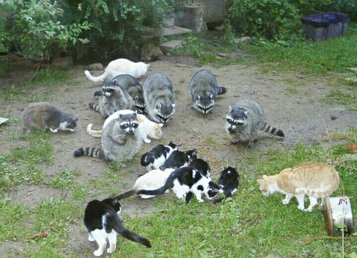 Raccoons & cats nyaaaaaaa - cat, Raccoon, Animals